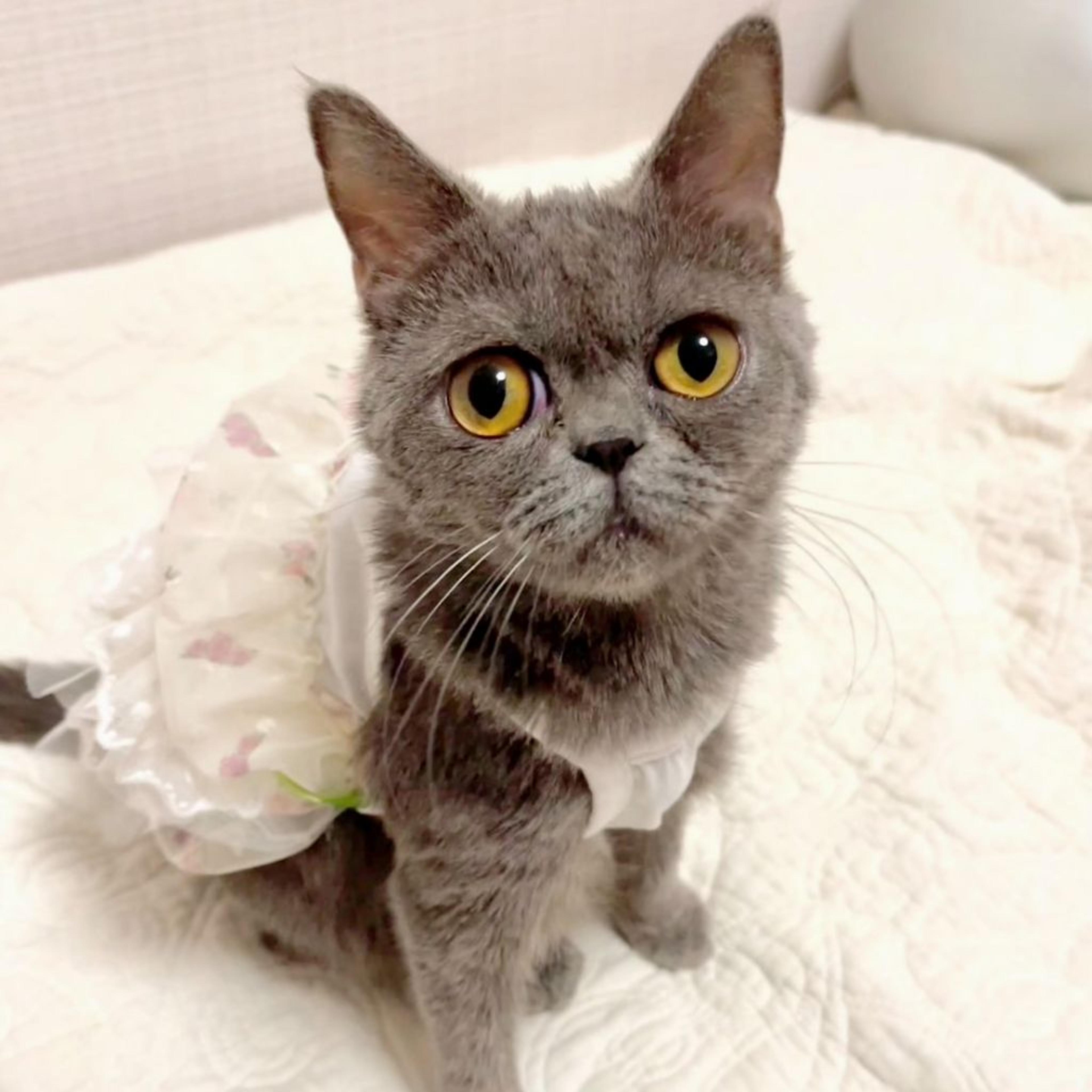pet-image-2