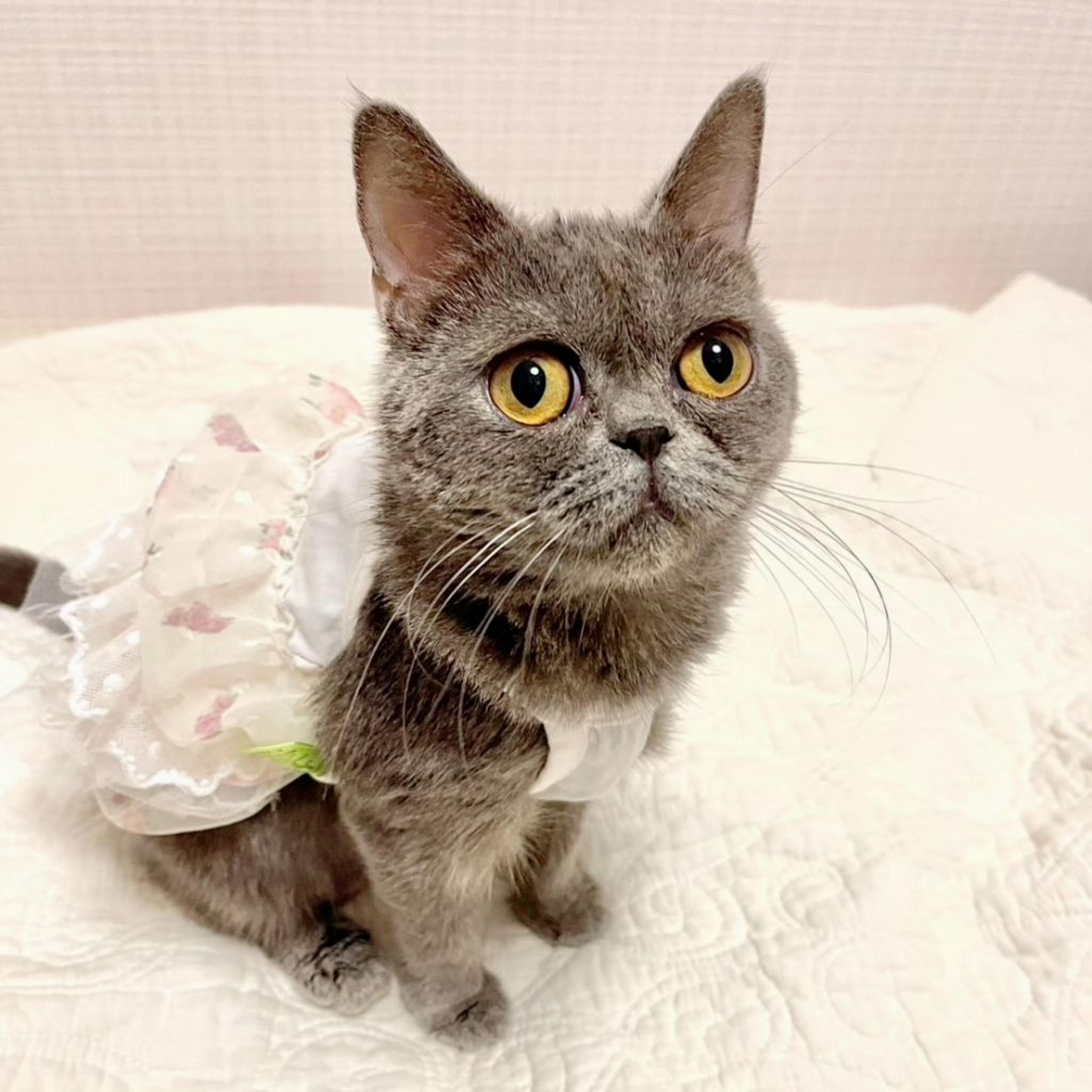 pet-image-5