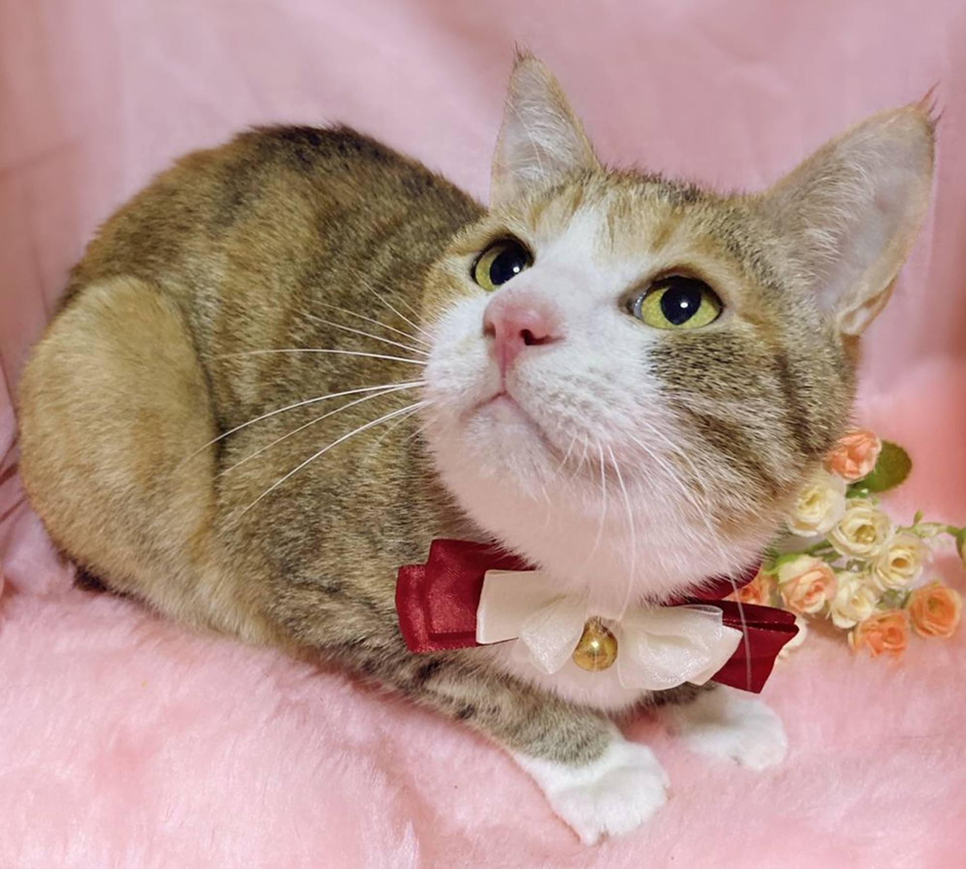雑種（ミックス猫）・メスの里親募集の写真