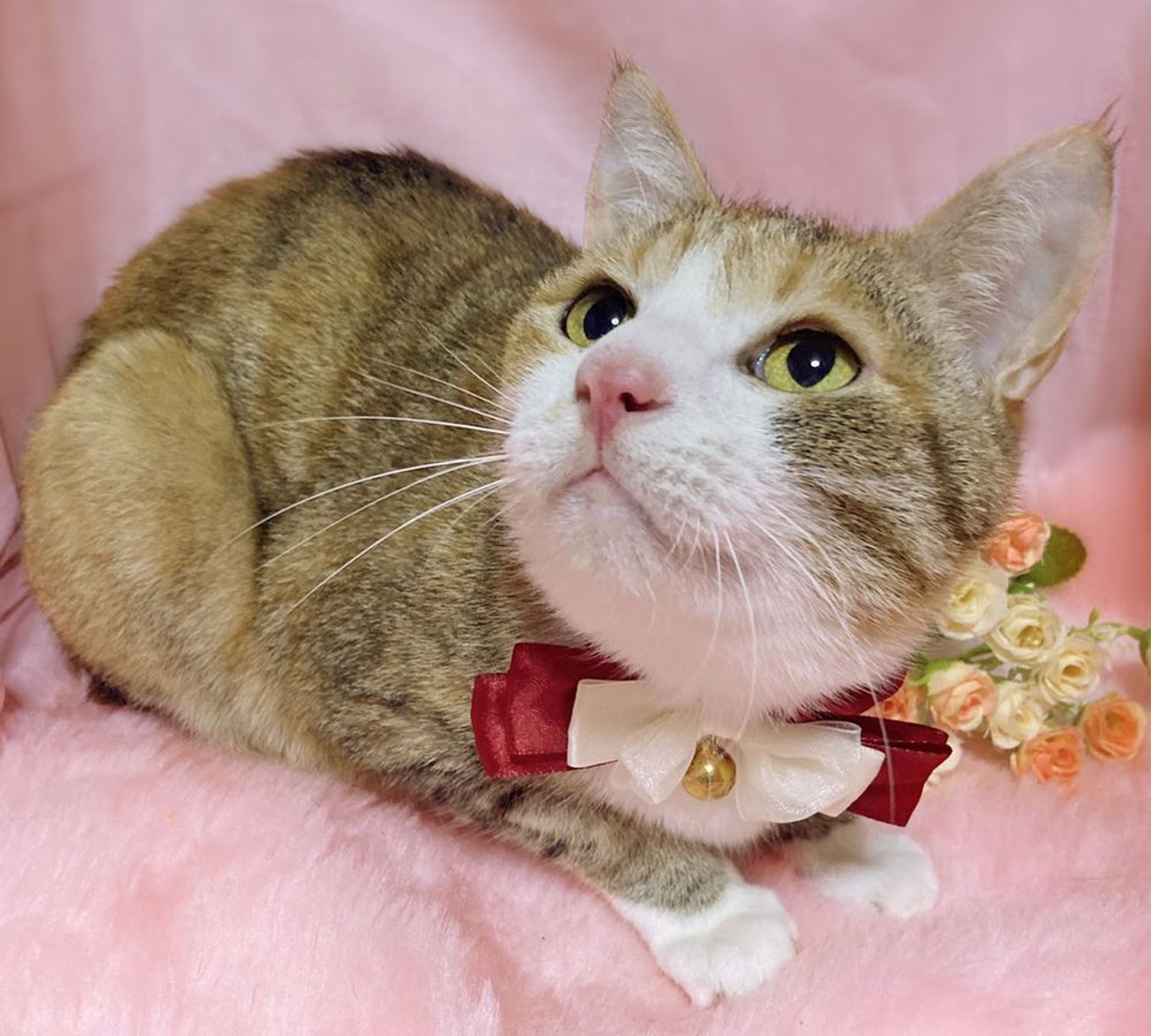 雑種（ミックス猫）・メスの里親募集の写真