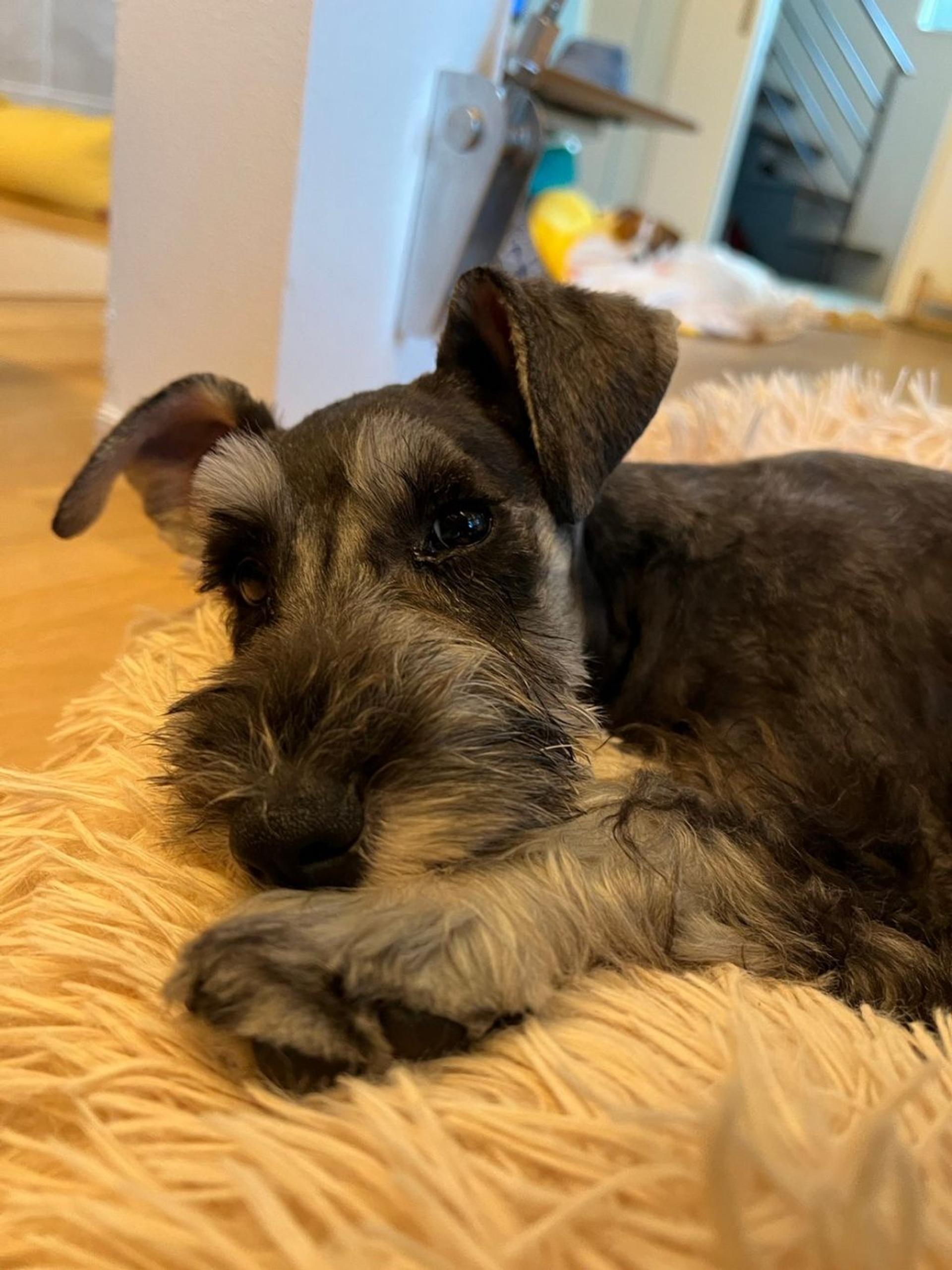 pet-image-5