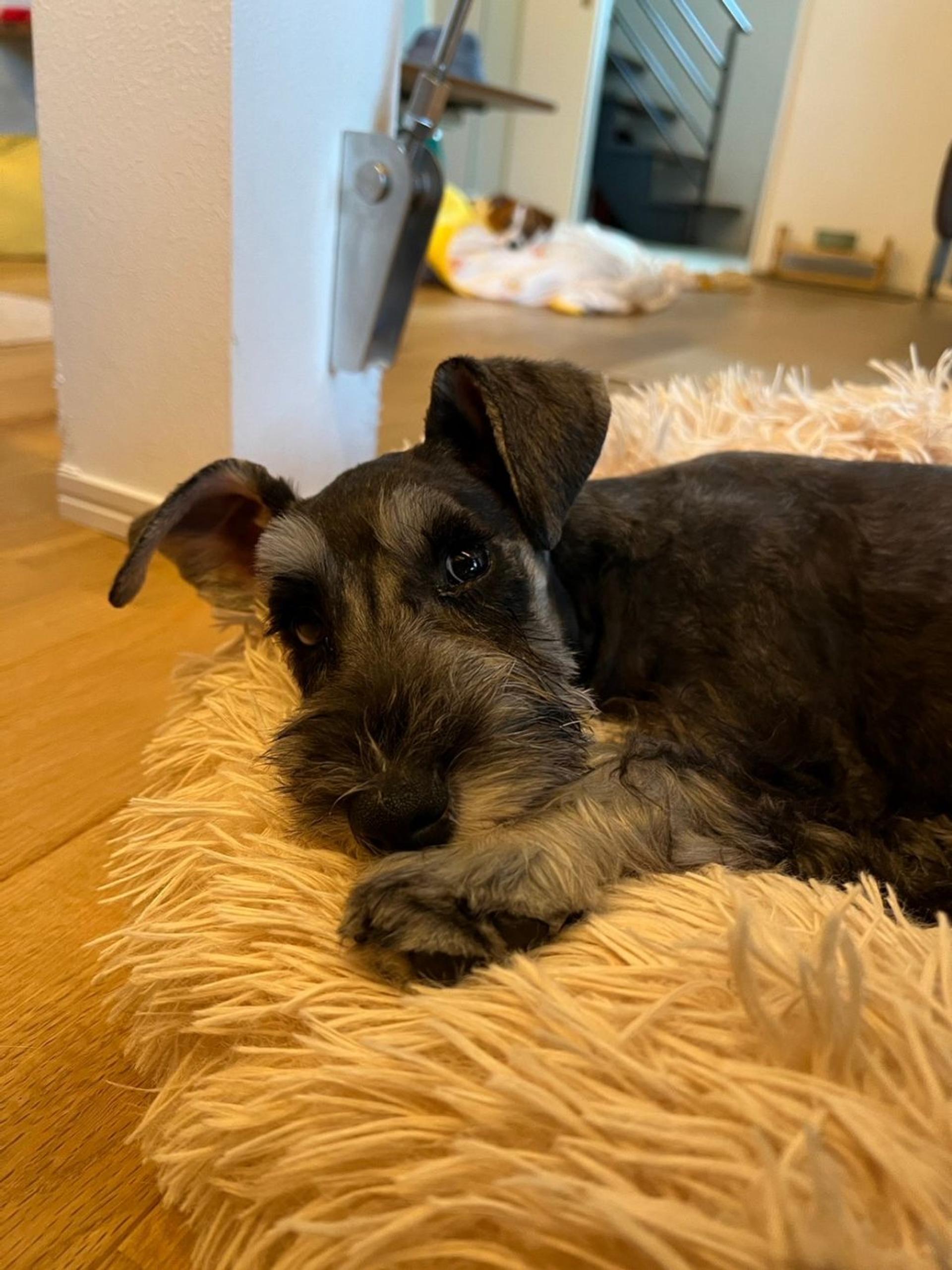pet-image-6