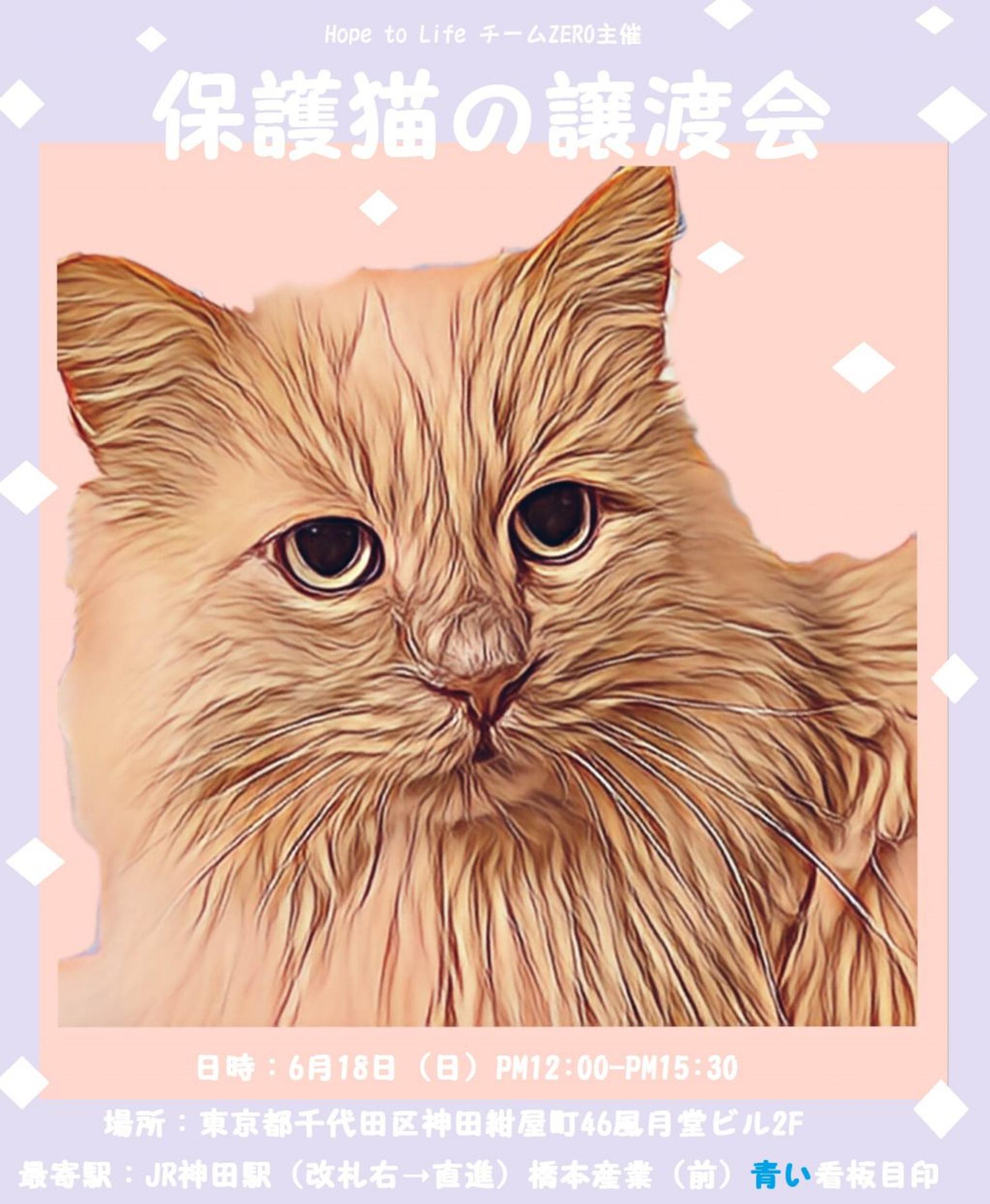 pet-image-2