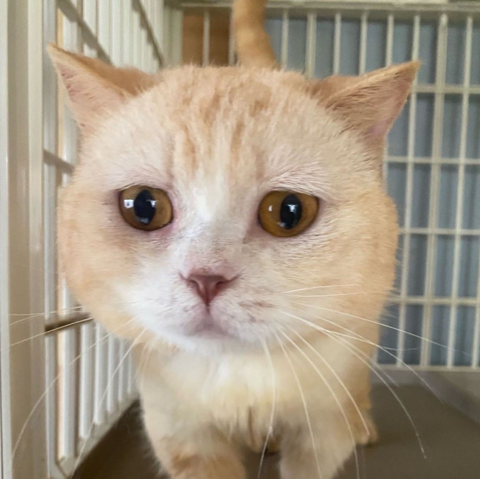雑種（ミックス猫）・オスの里親募集の写真