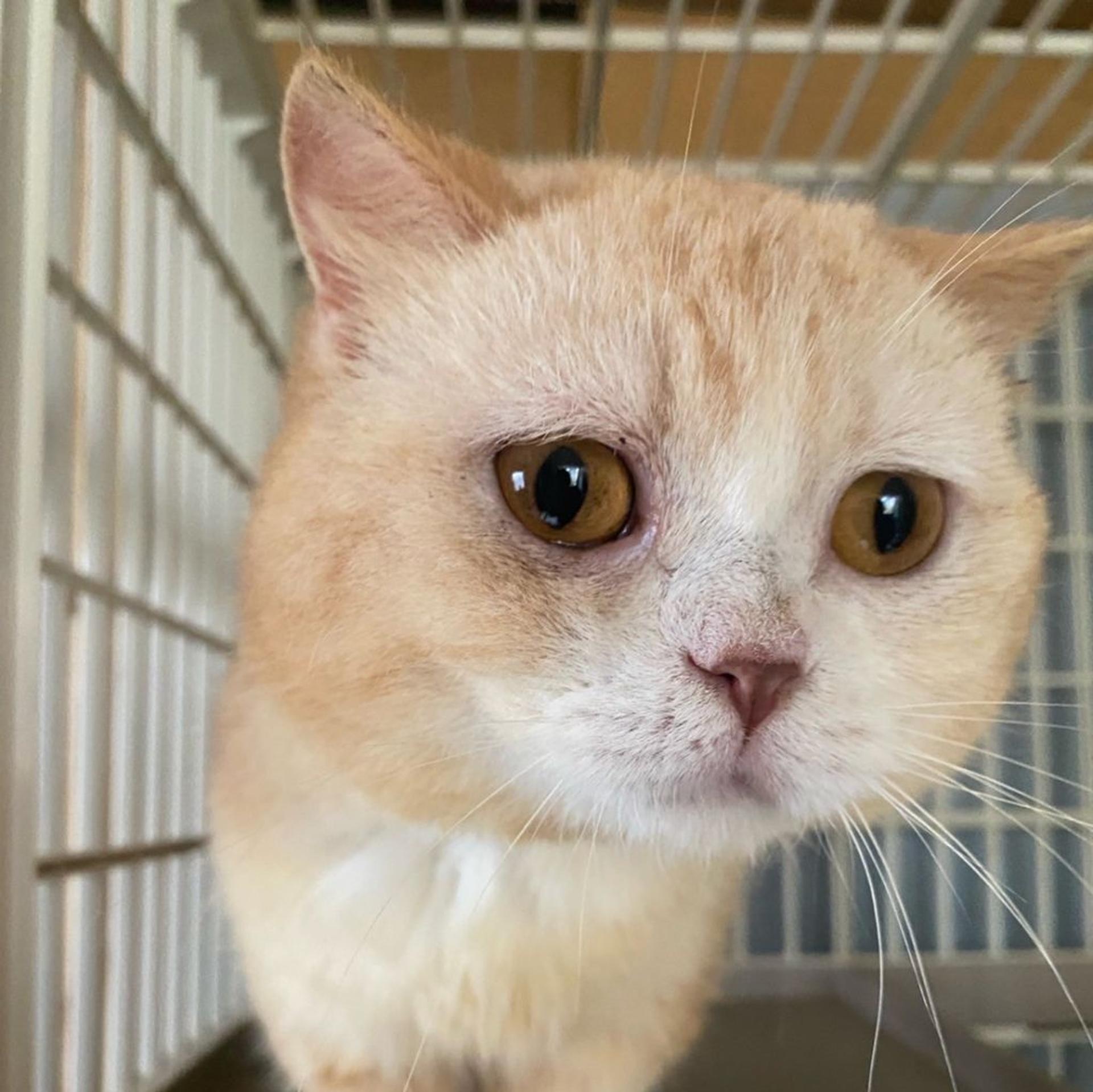 pet-image-2