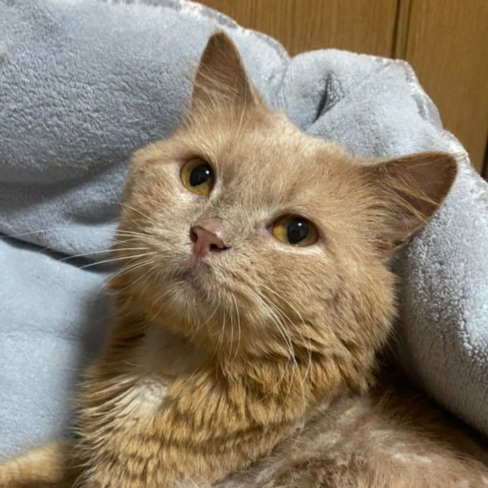 雑種（ミックス猫）・オスの里親募集の写真
