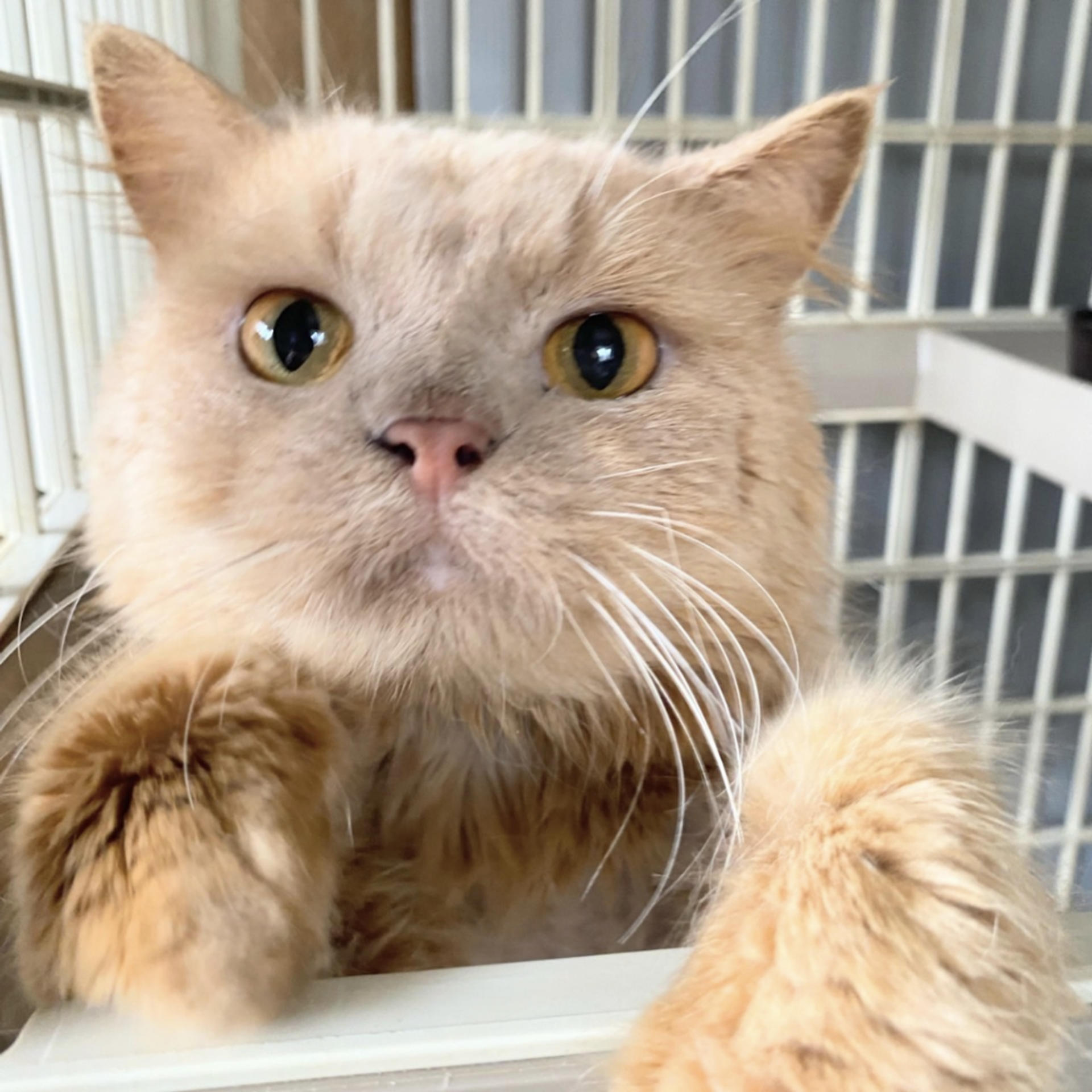 pet-image-5