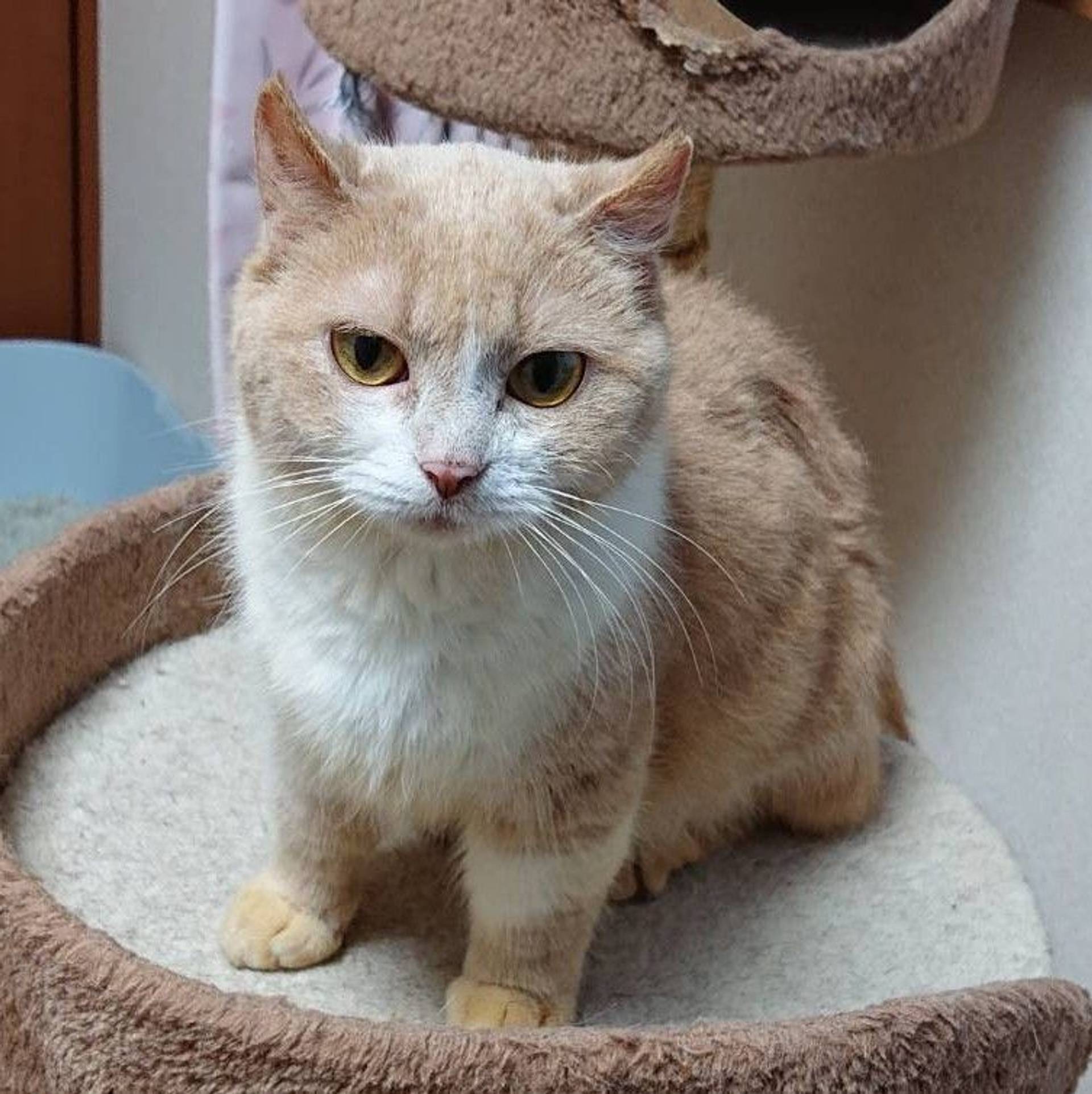 雑種（ミックス猫）・メスの里親募集の写真