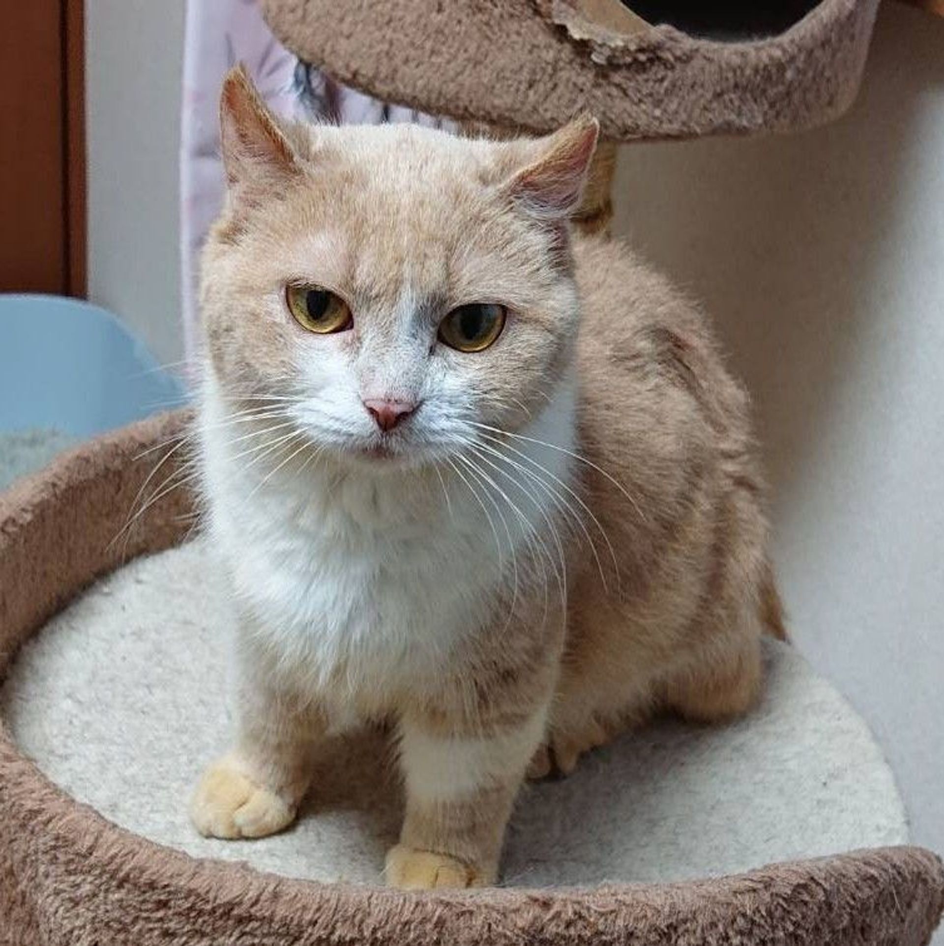 雑種（ミックス猫）・メスの里親募集の写真