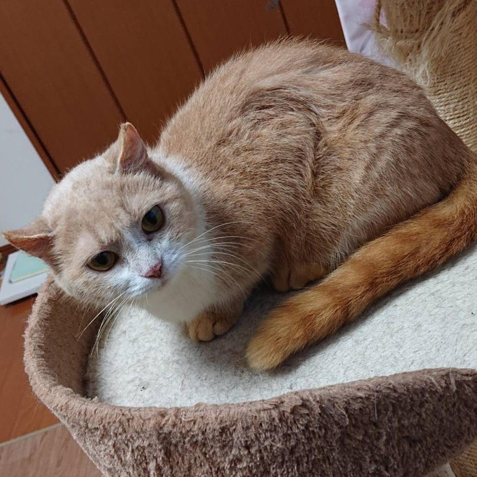 pet-image-2
