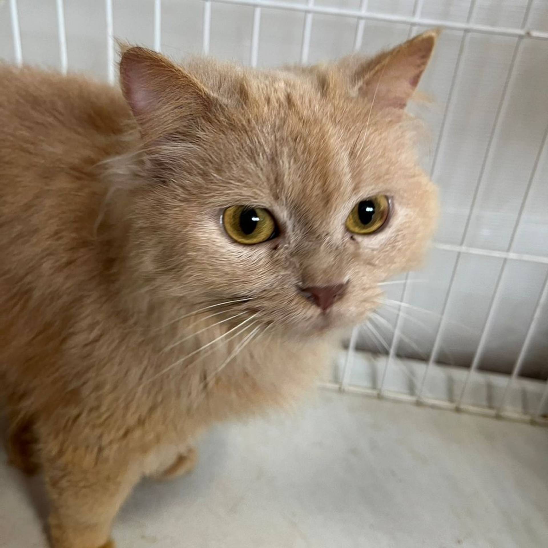 雑種（ミックス猫）・メスの里親募集の写真