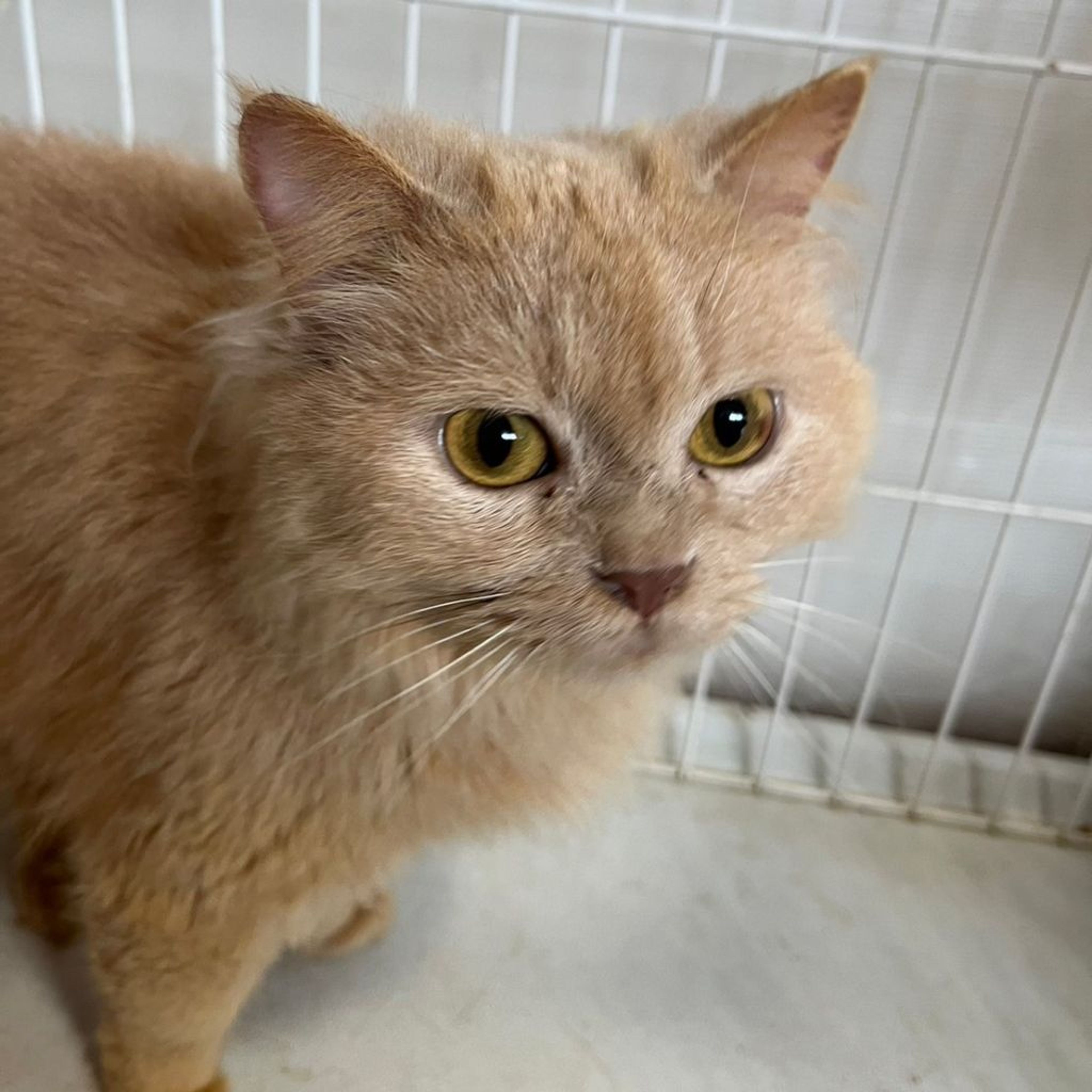 雑種（ミックス猫）・メスの里親募集の写真