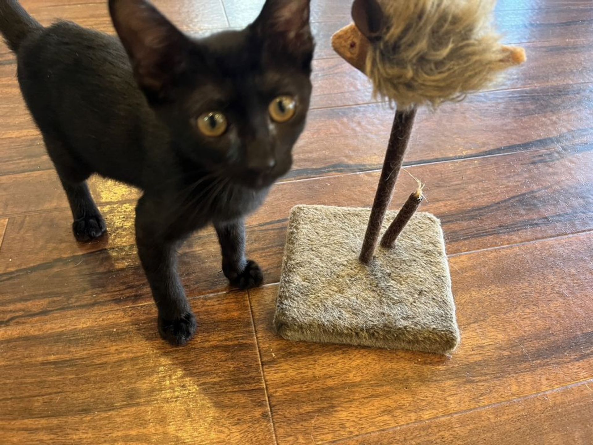 雑種（ミックス猫）・メスの里親募集の写真