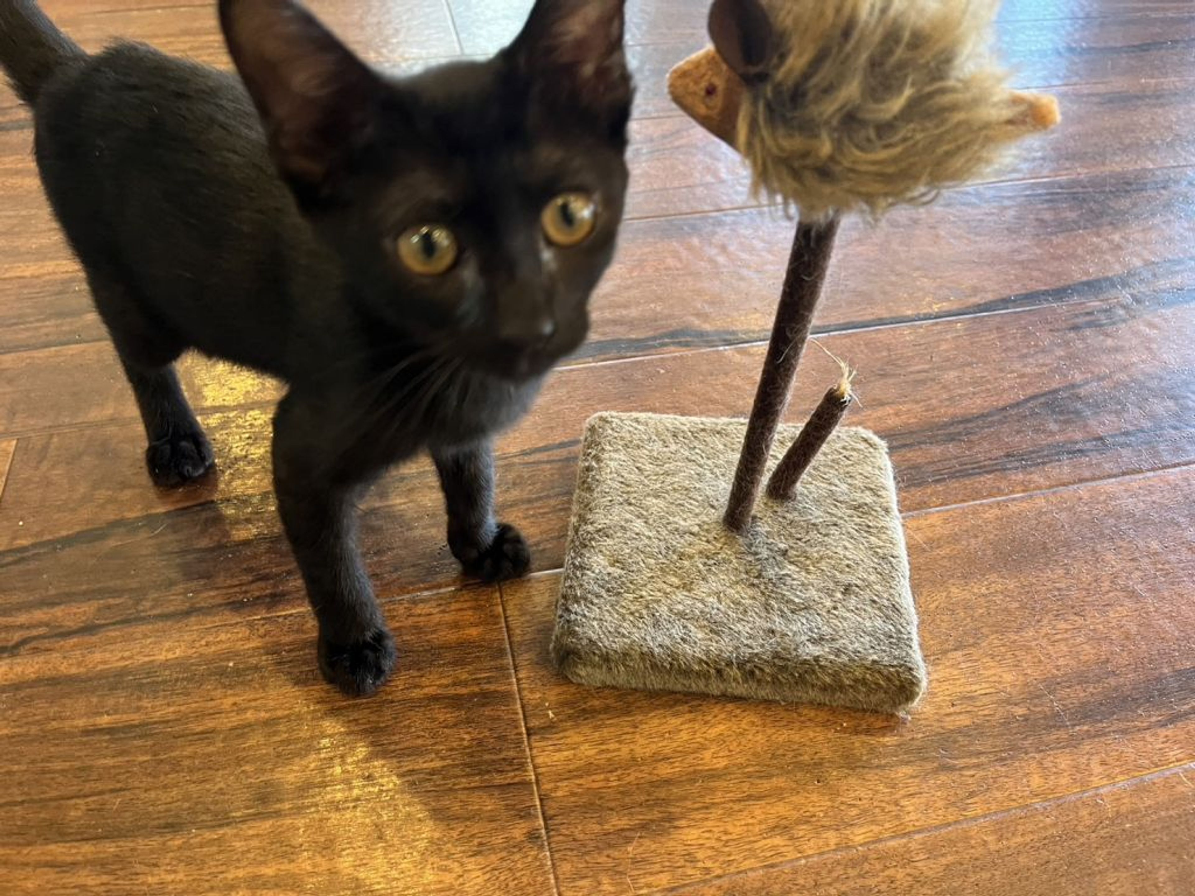 雑種（ミックス猫）・メスの里親募集の写真