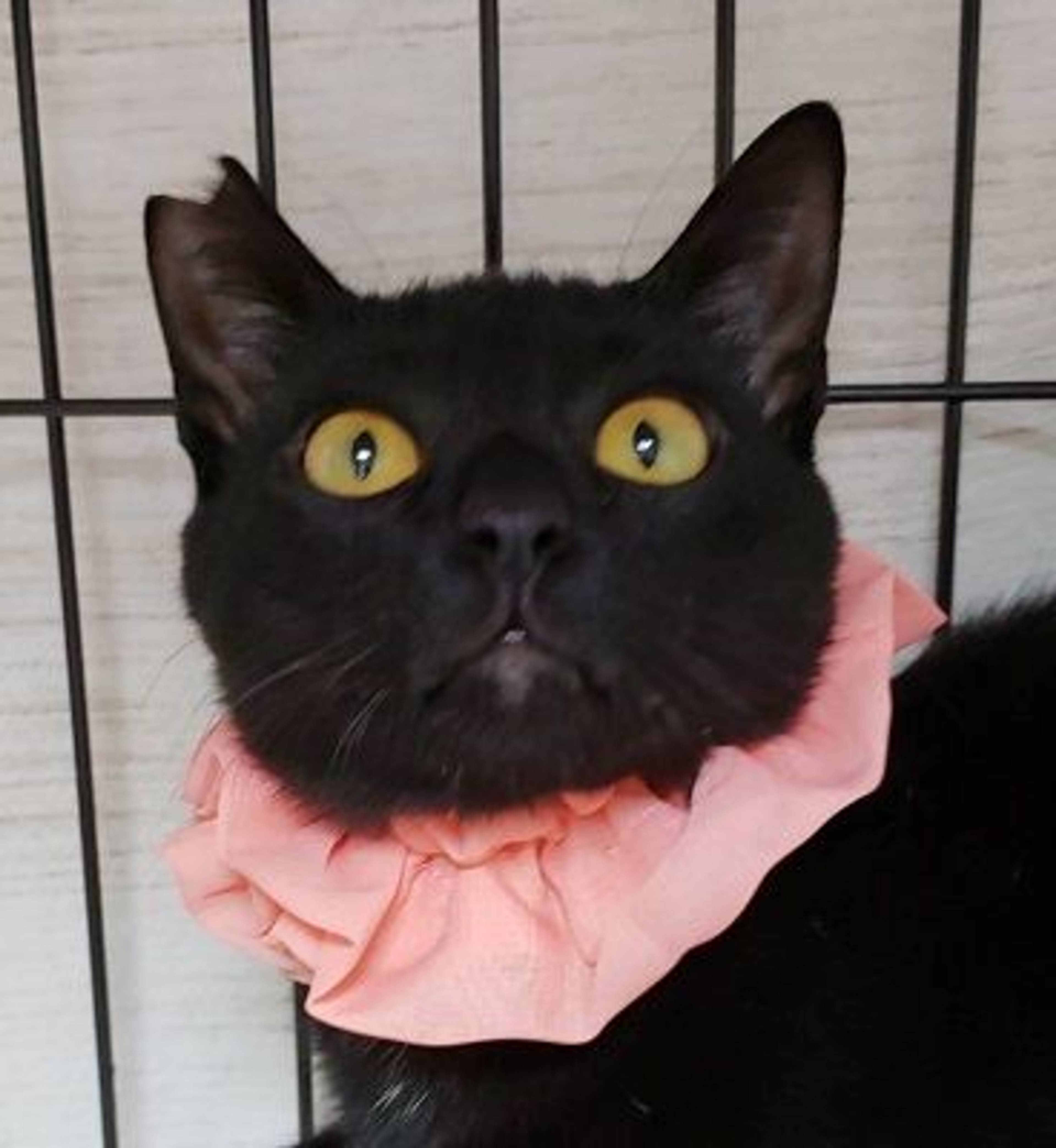 雑種（ミックス猫）・オスの里親募集の写真