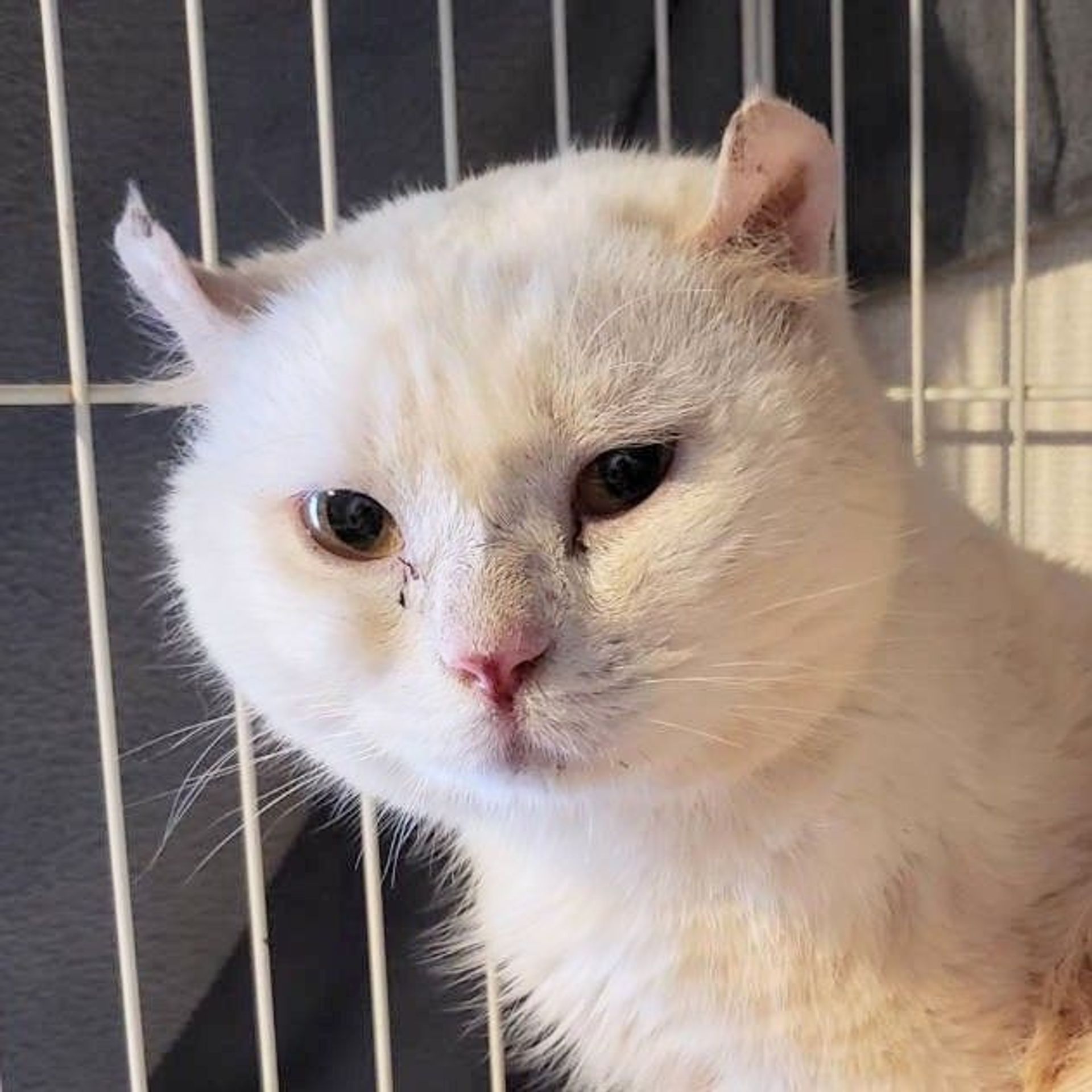 雑種（ミックス猫）・オスの里親募集の写真