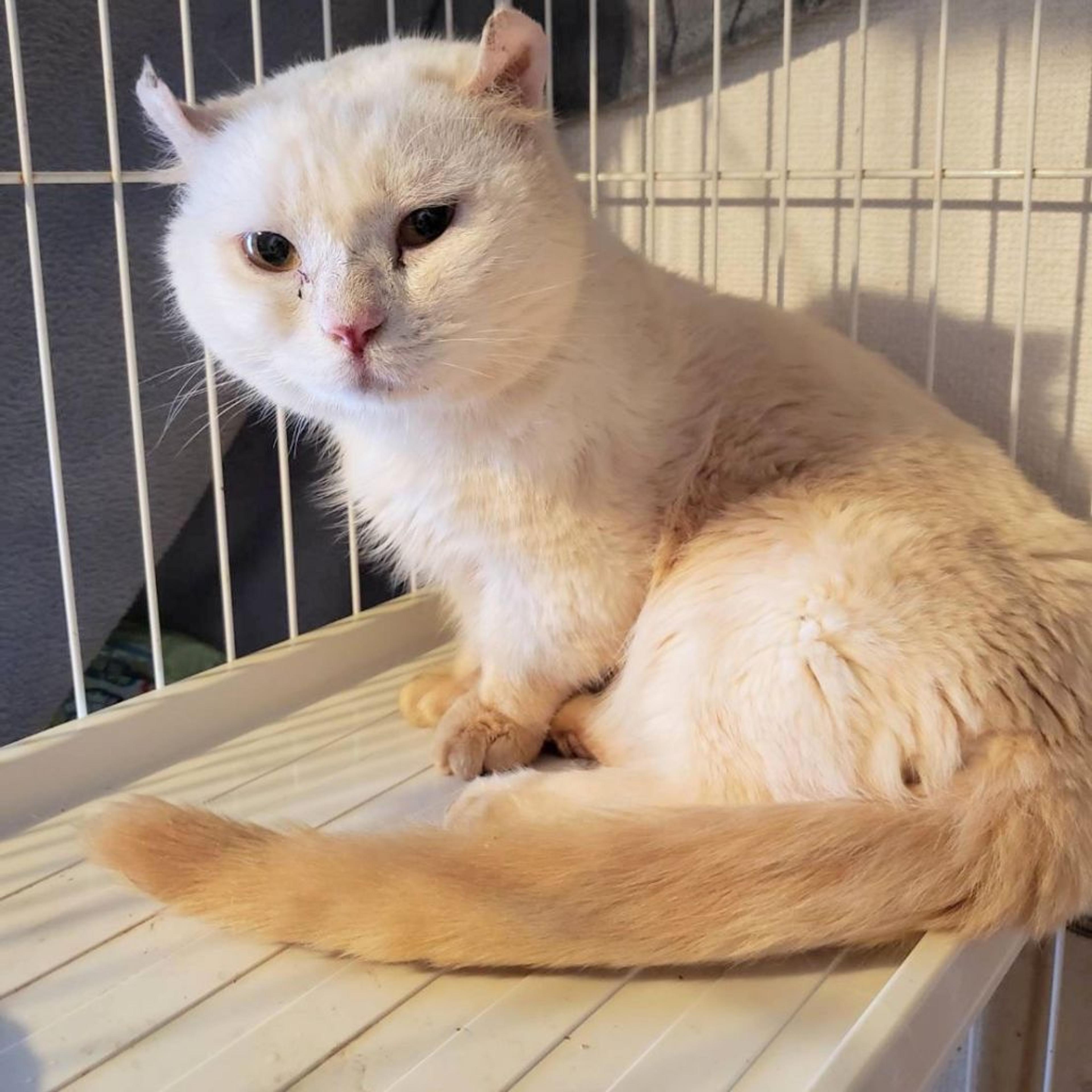 pet-image-3