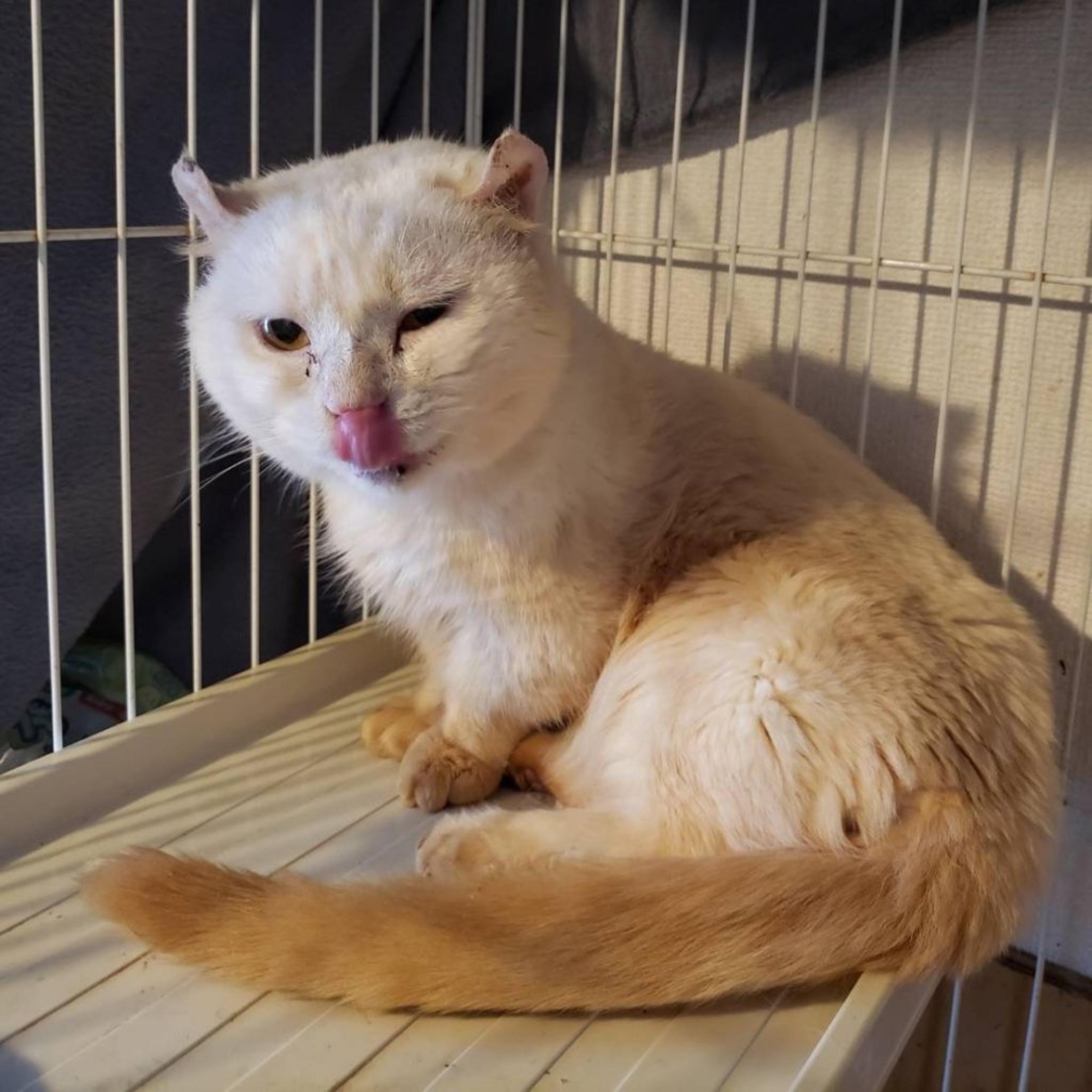 pet-image-4