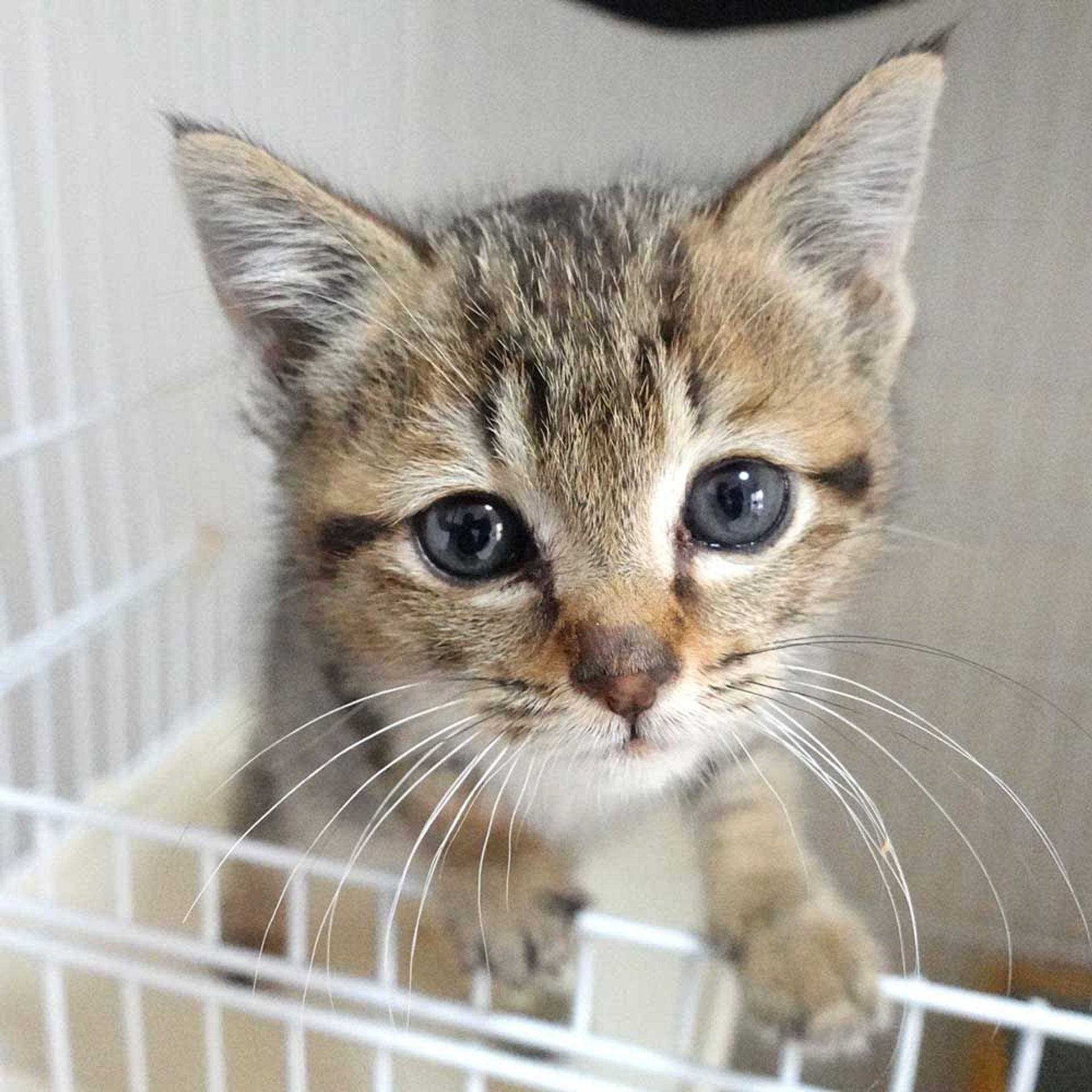 雑種（ミックス猫）・オスの里親募集の写真