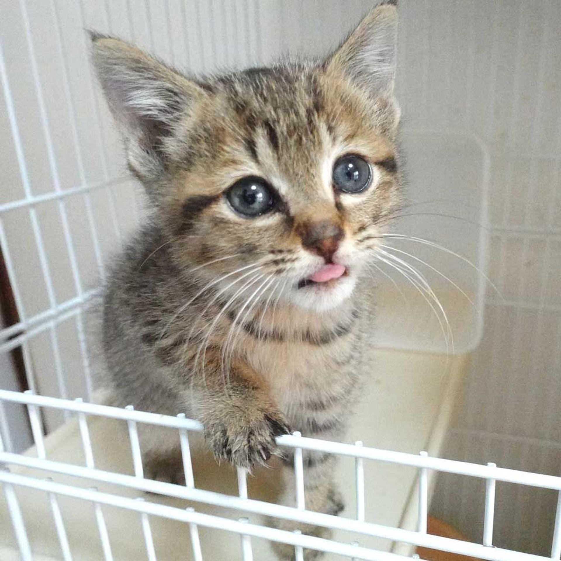 pet-image-3