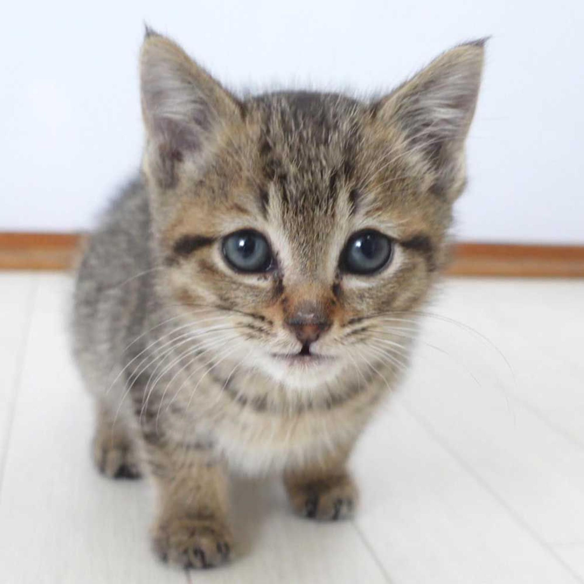 pet-image-4