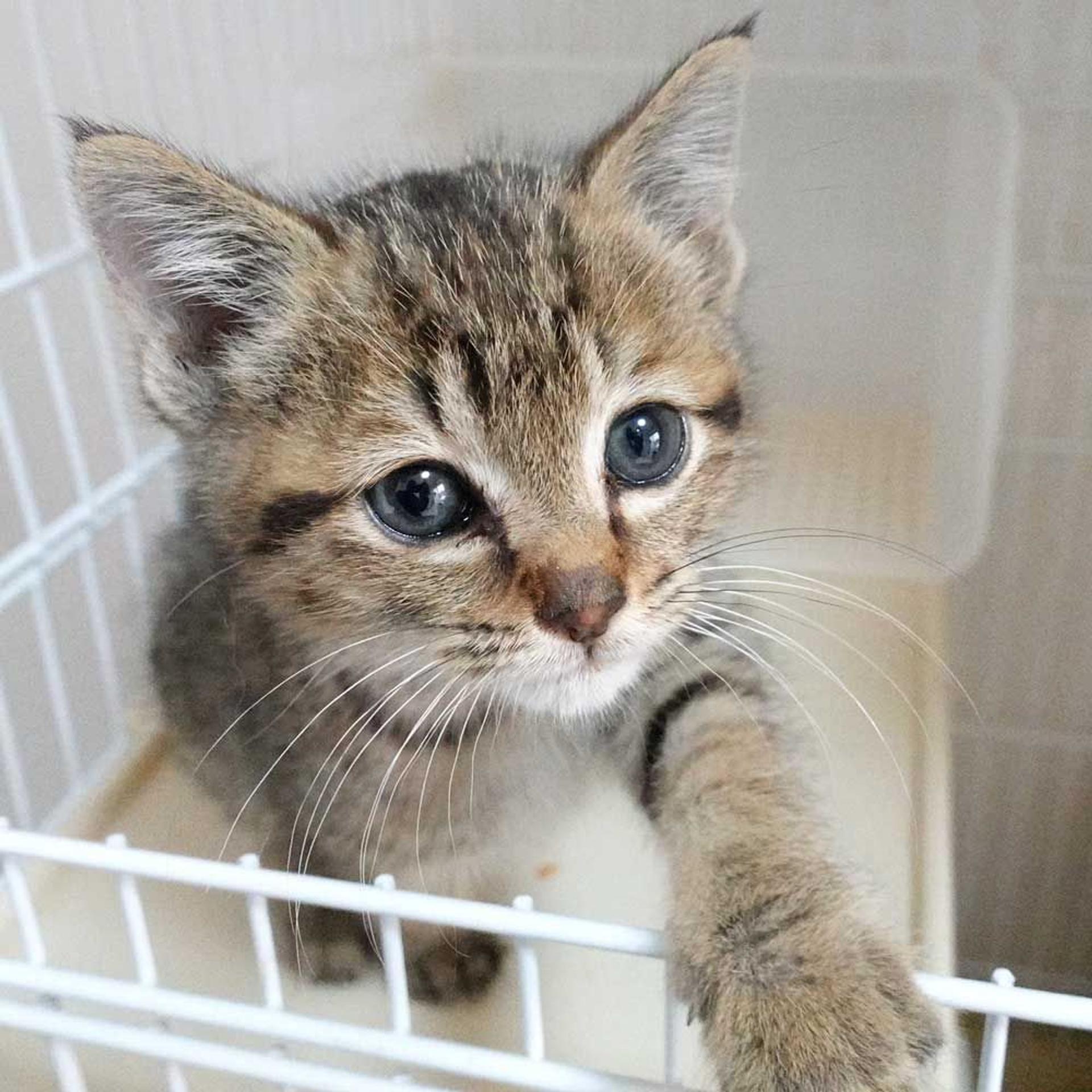 pet-image-5