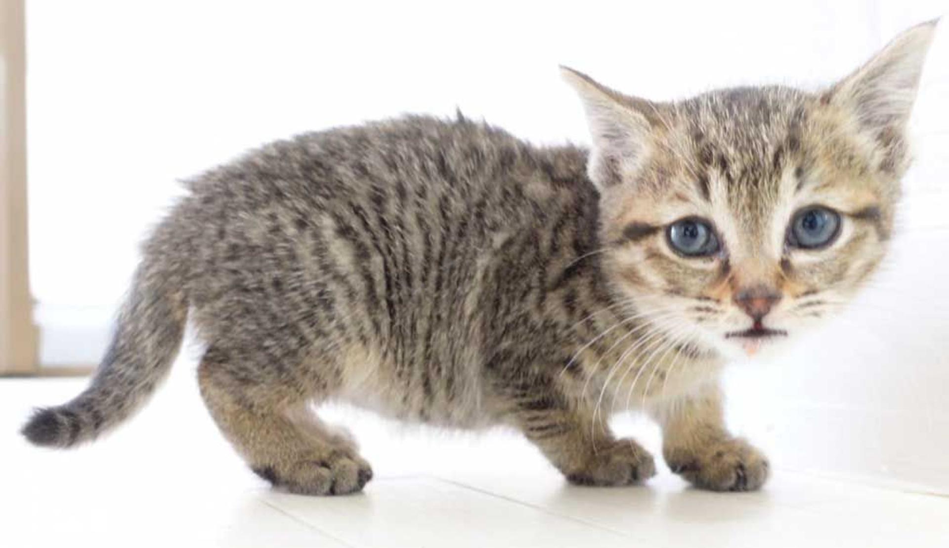 pet-image-9