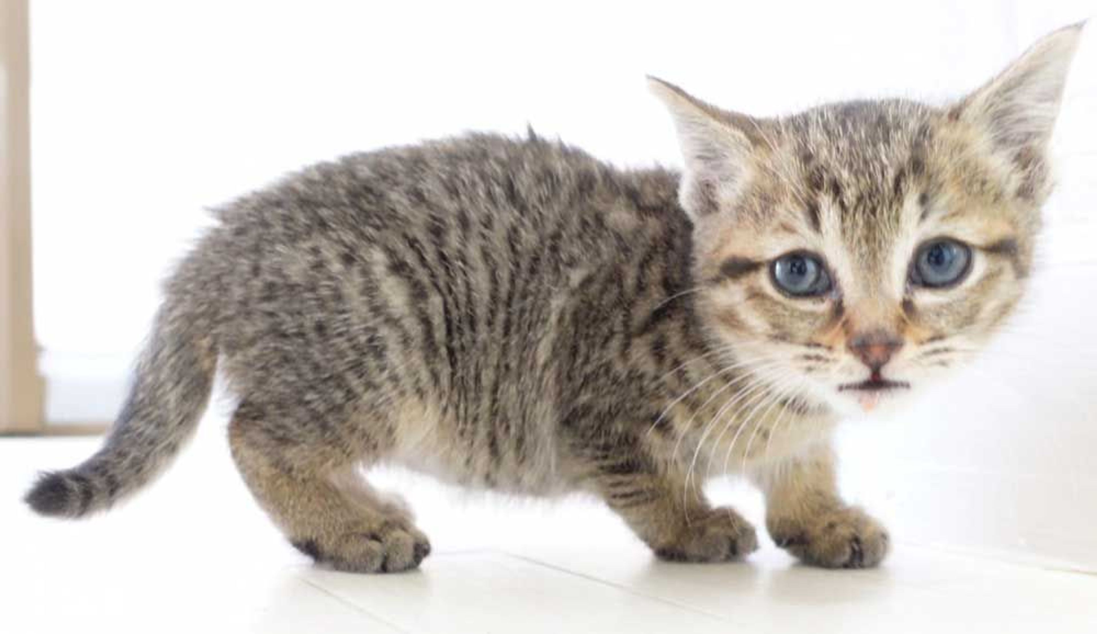 pet-image-9