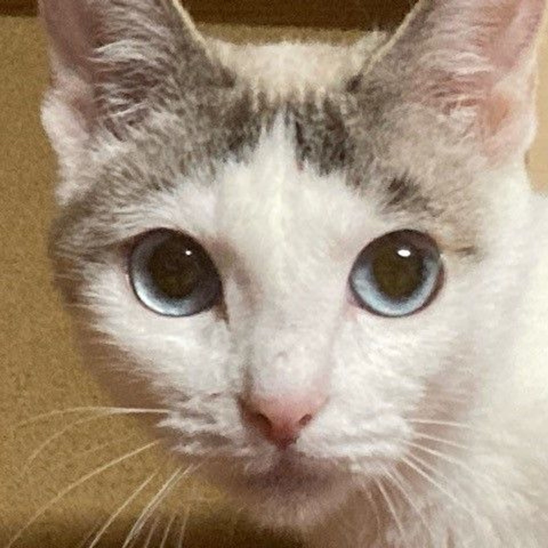 雑種（ミックス猫）・メスの里親募集の写真
