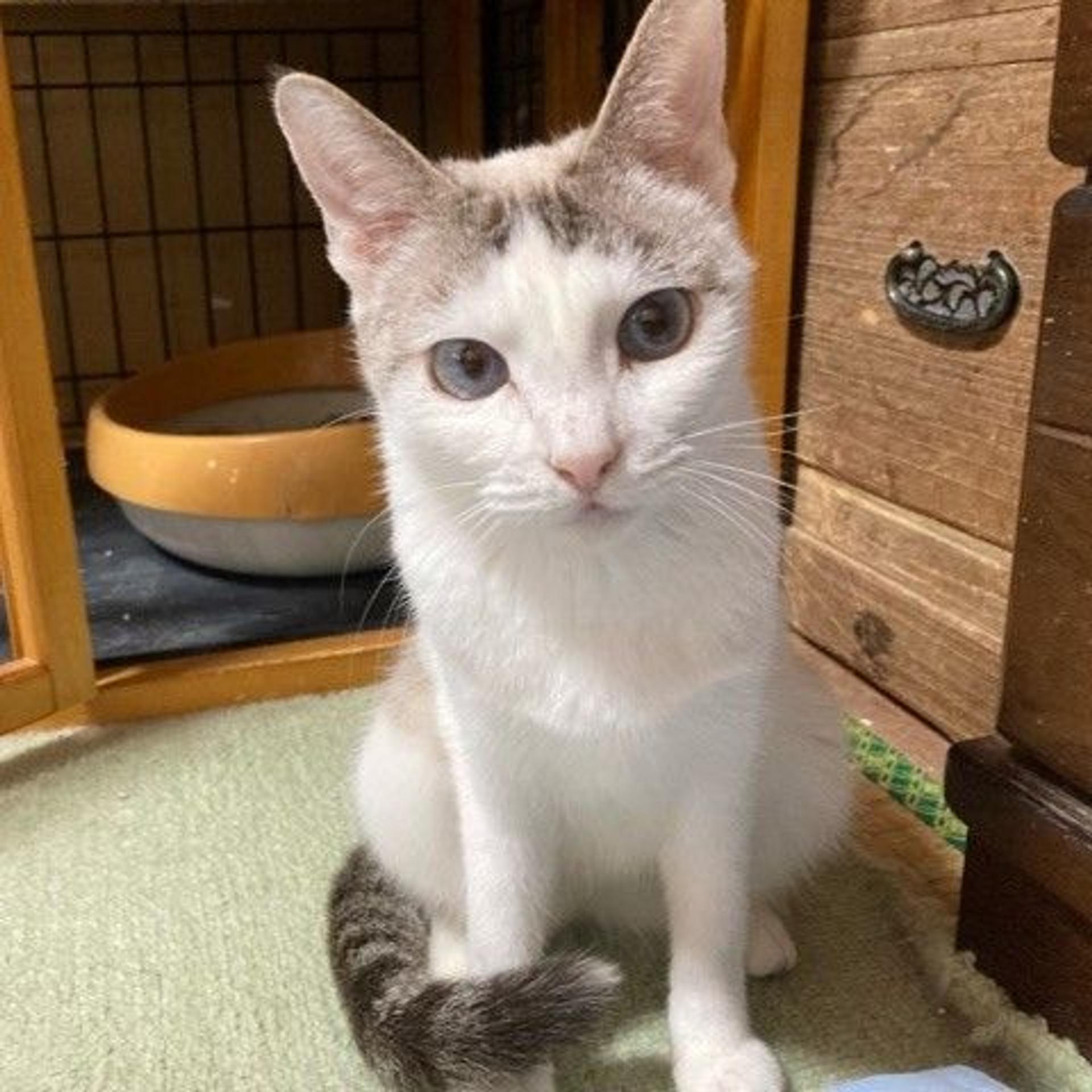 pet-image-2