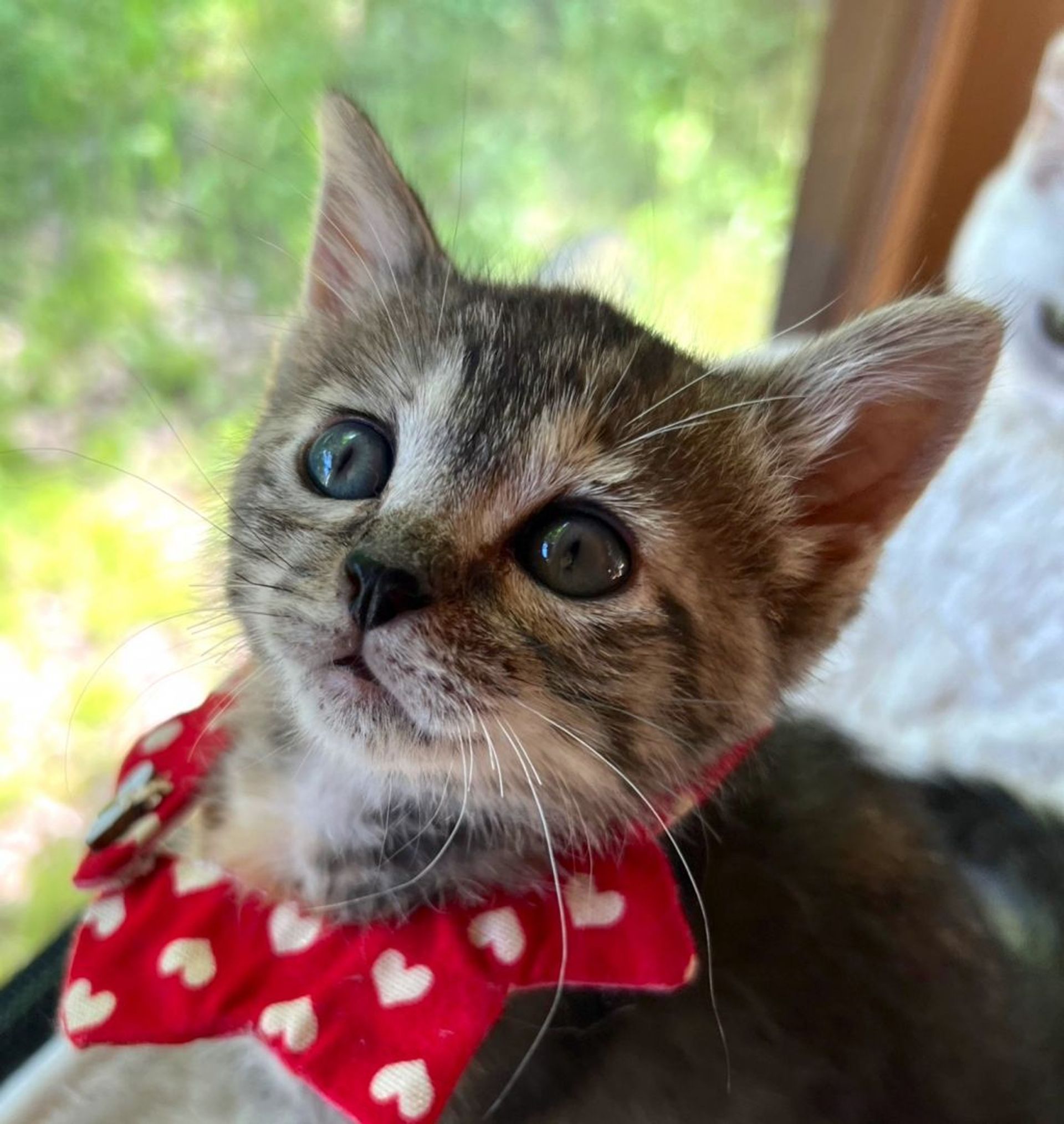 雑種（ミックス猫）・メスの里親募集の写真