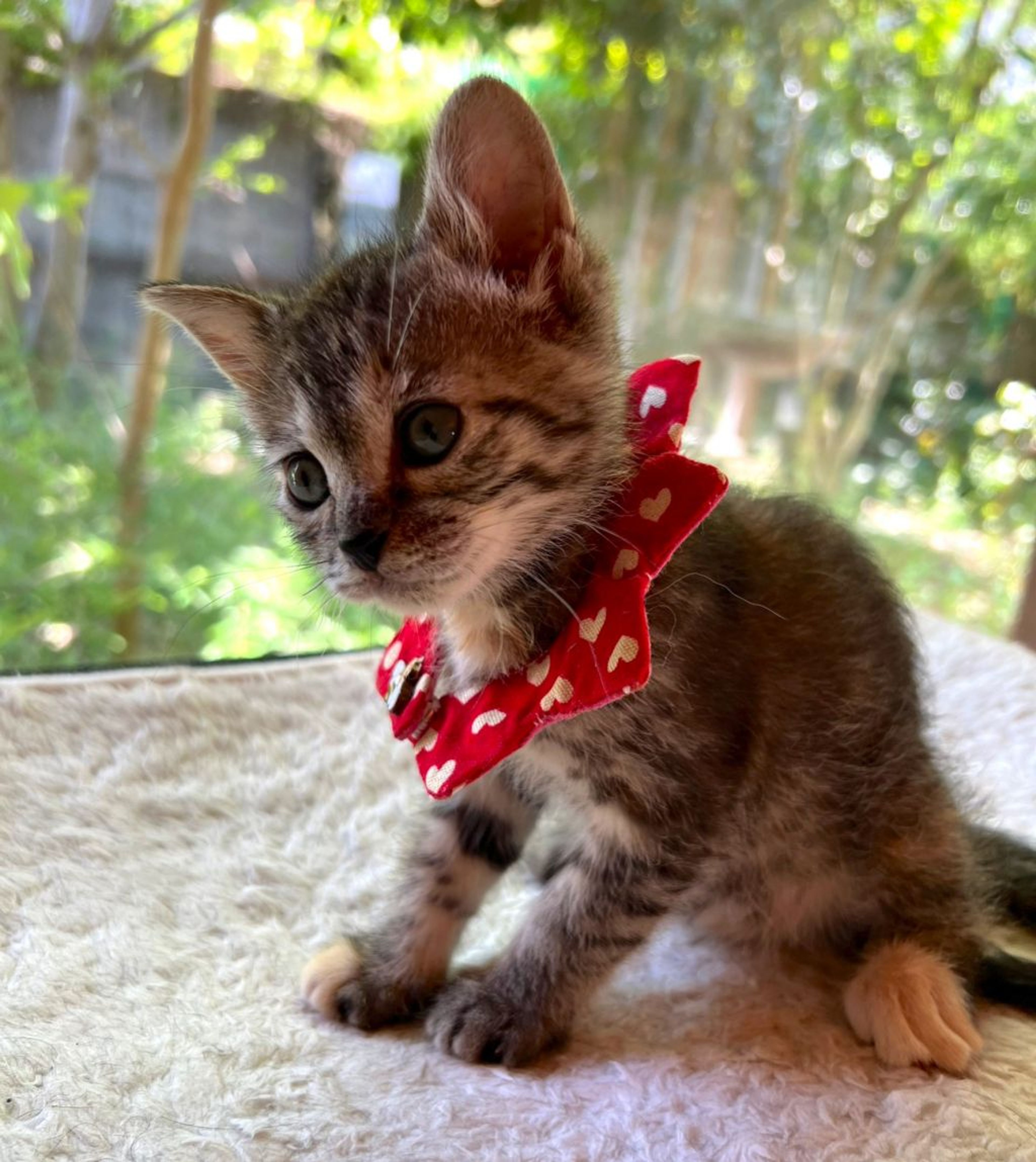 pet-image-3
