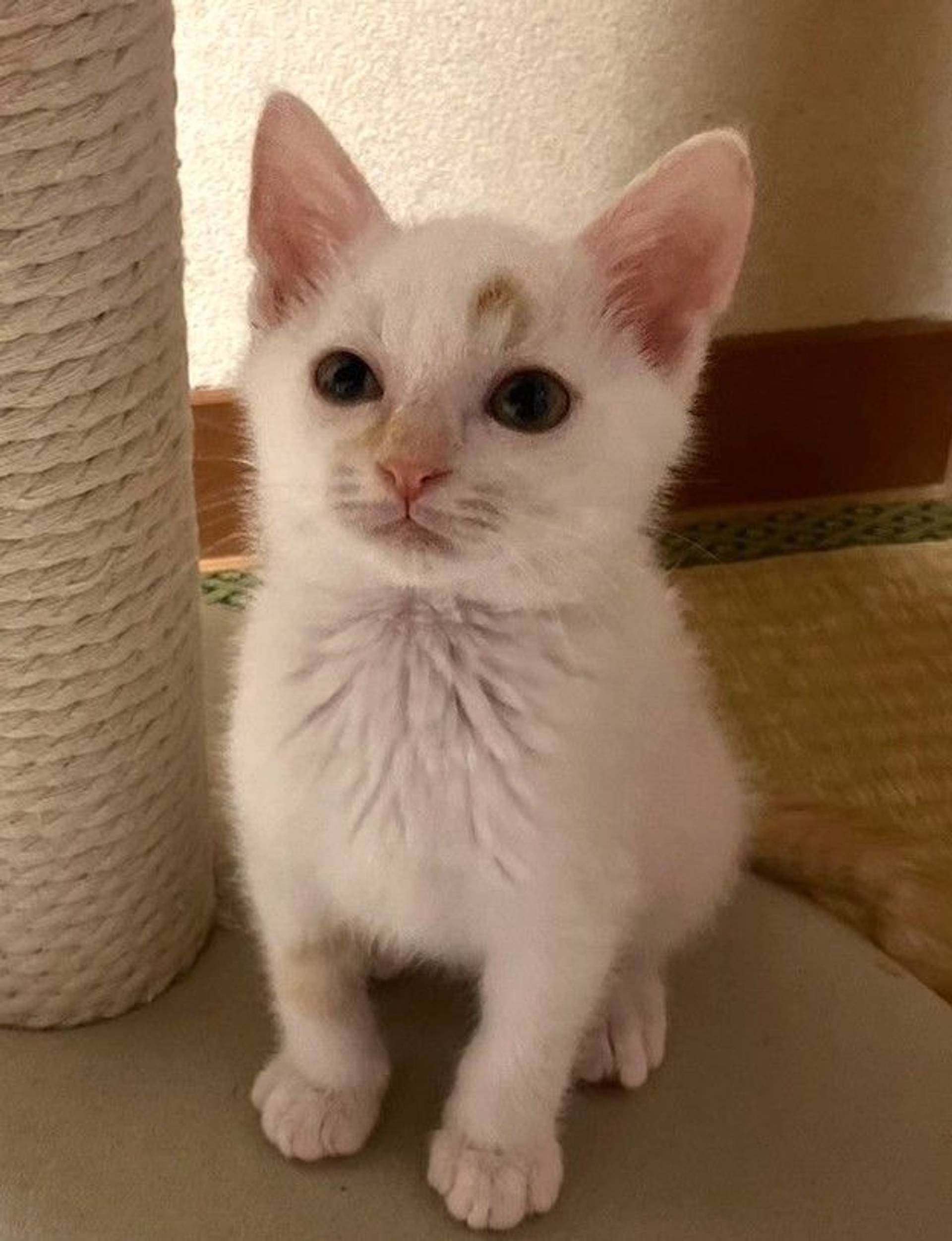 雑種（ミックス猫）・オスの里親募集の写真