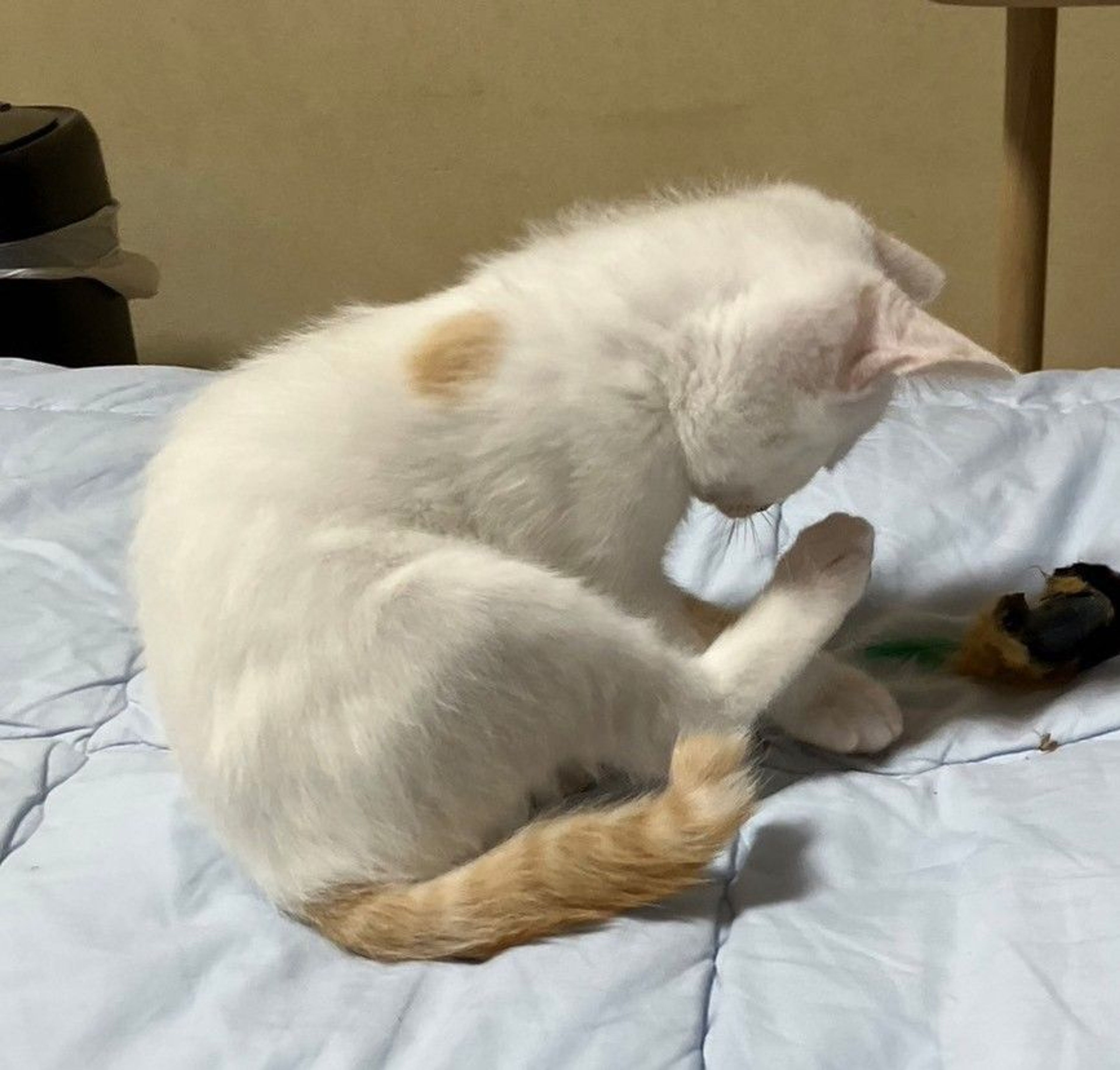 pet-image-2
