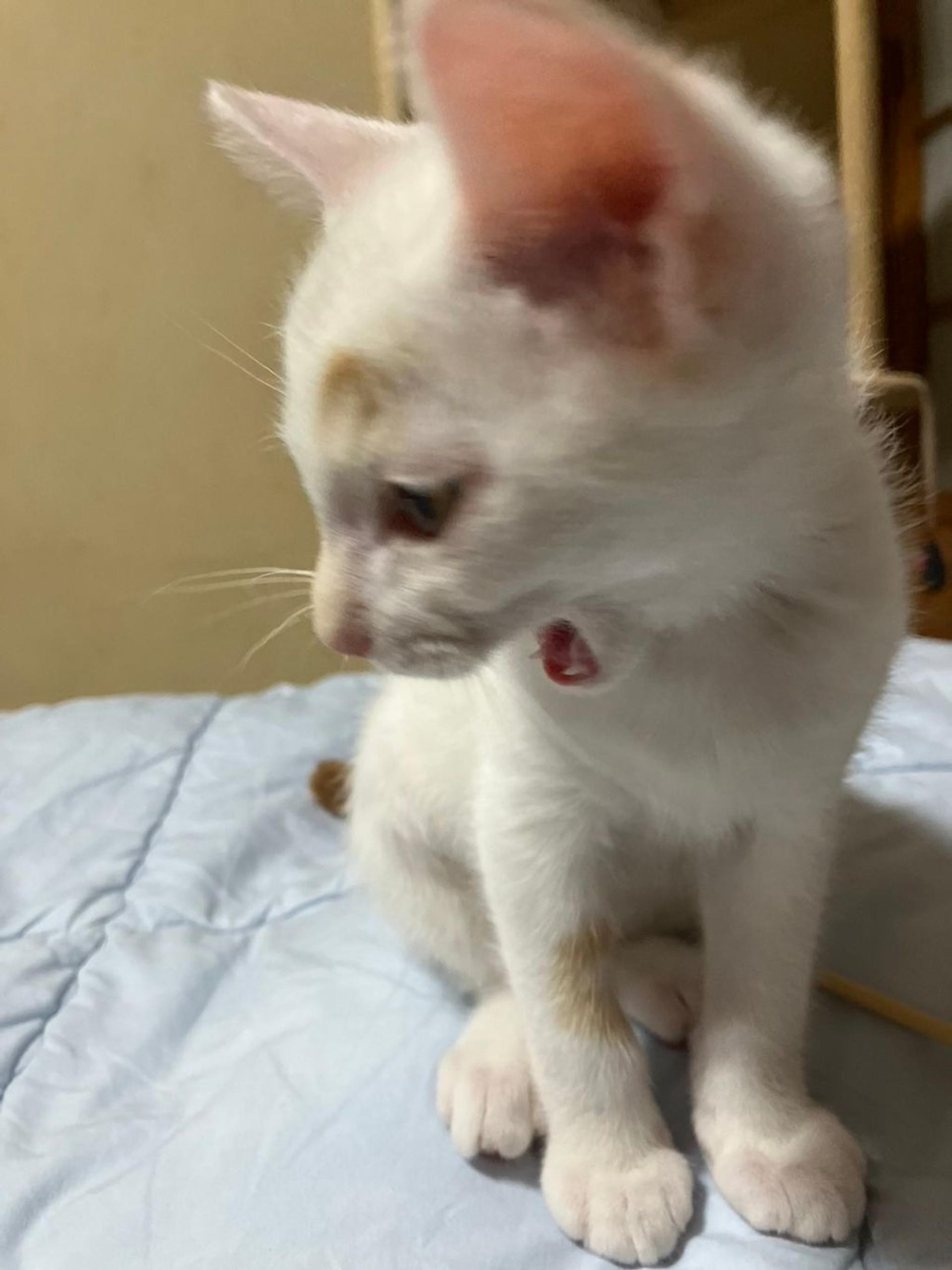 pet-image-4