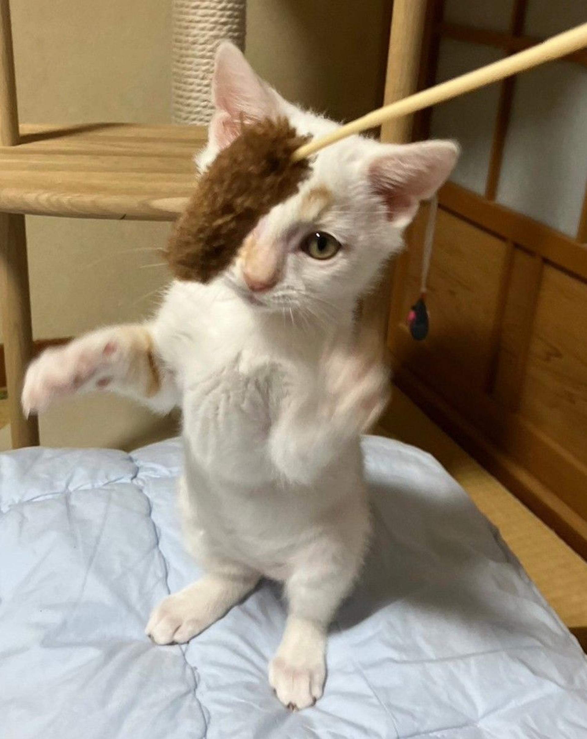pet-image-5