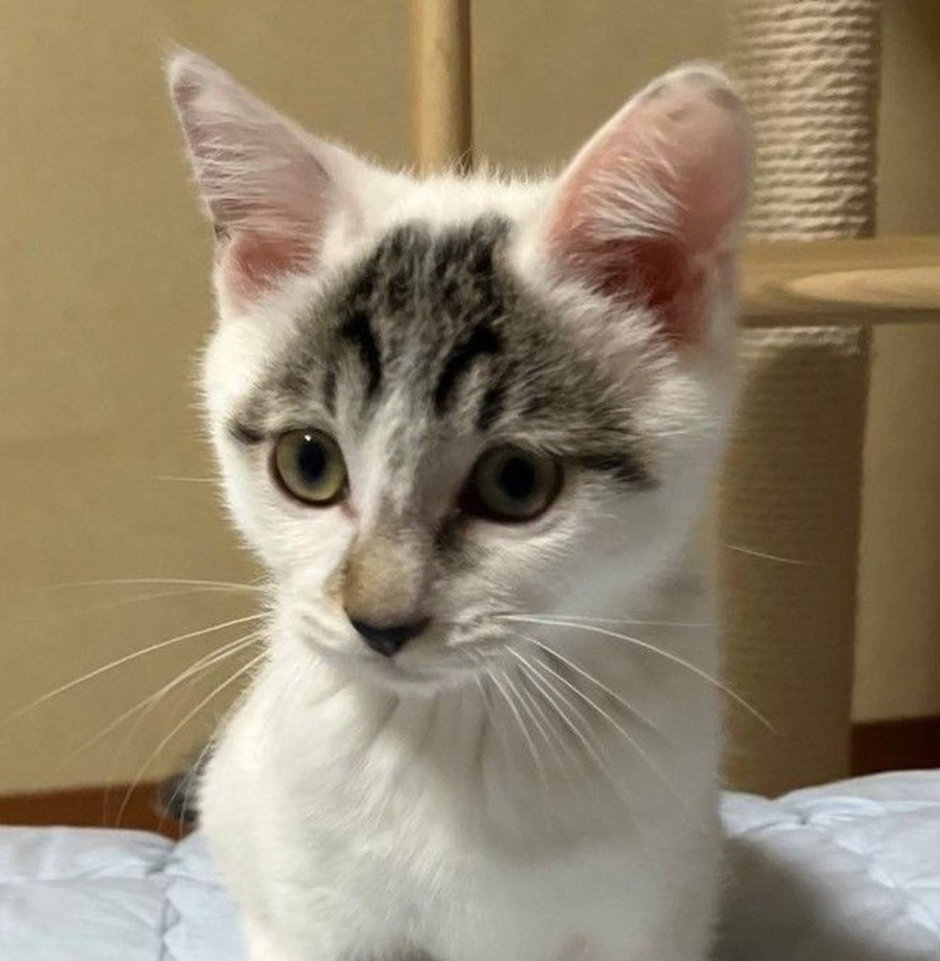 雑種（ミックス猫）・オスの里親募集の写真