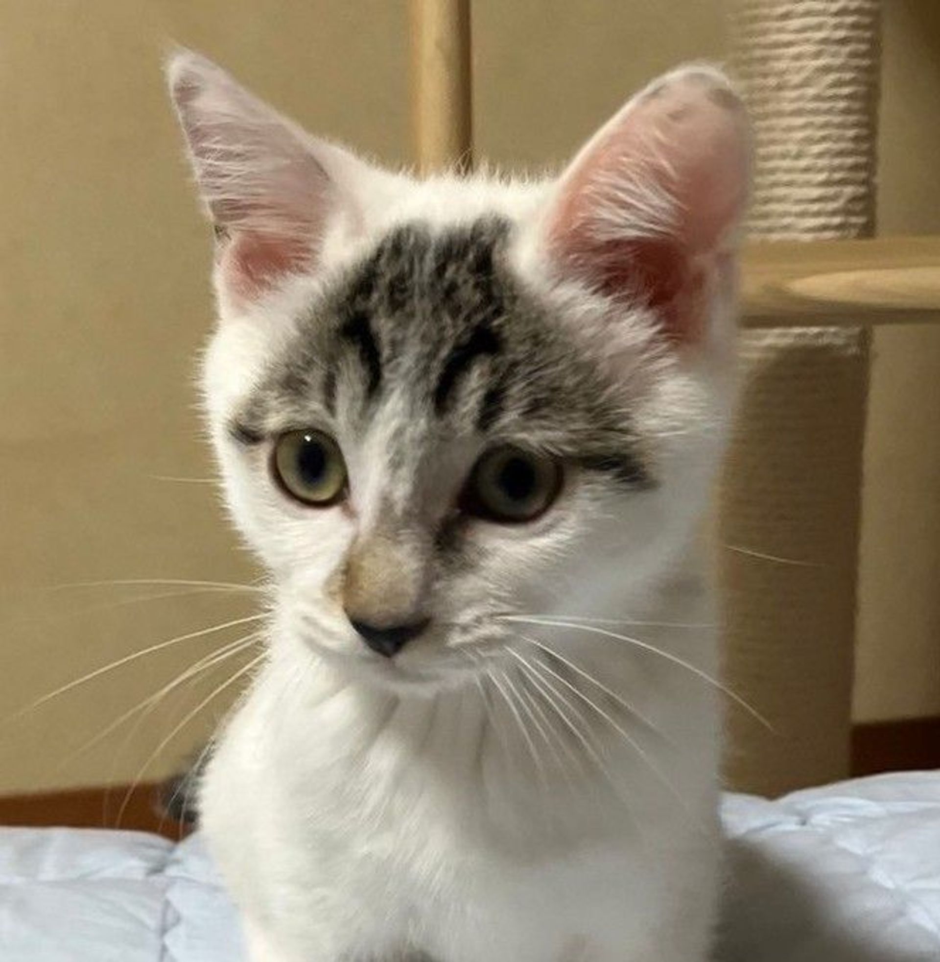 雑種（ミックス猫）・オスの里親募集の写真