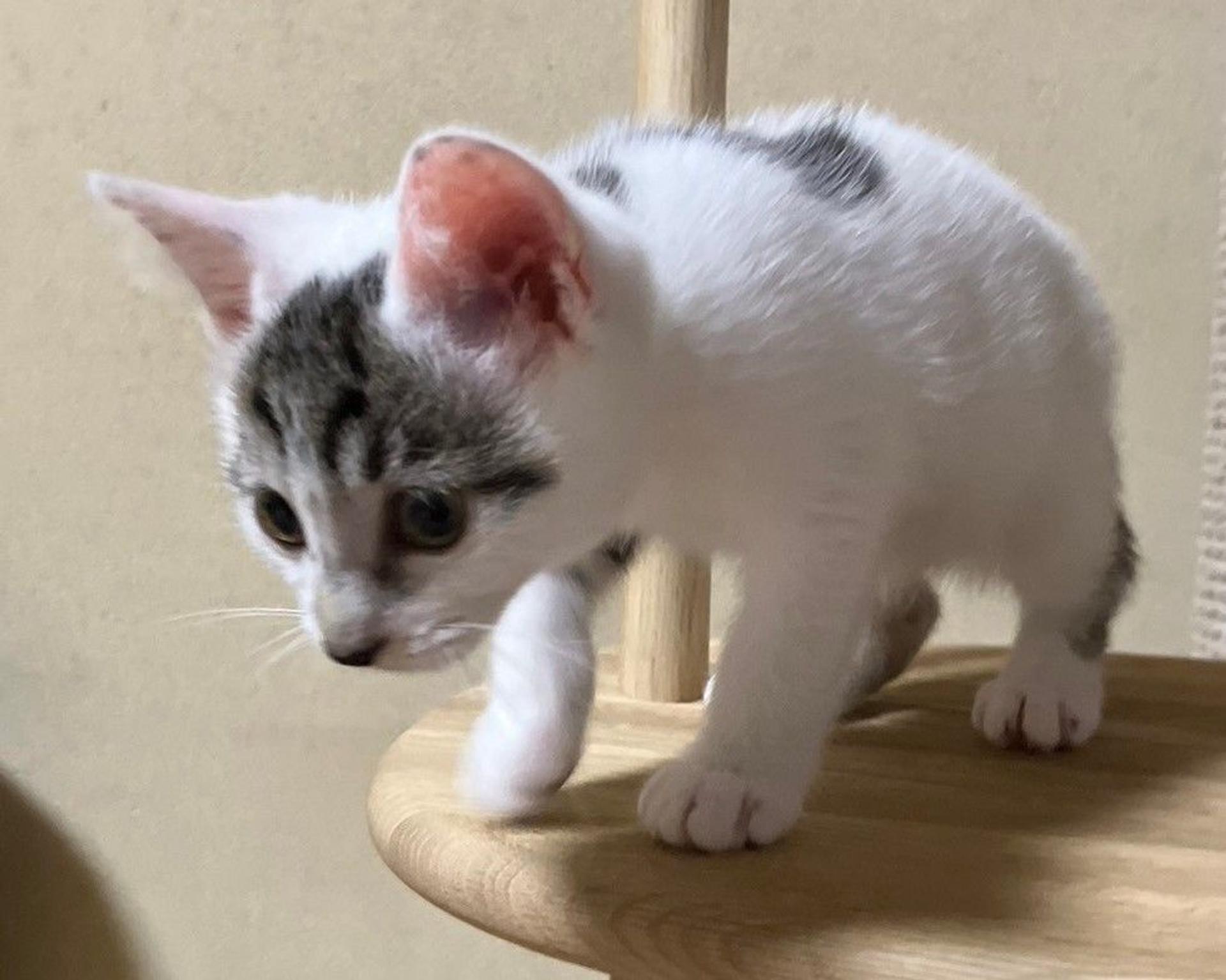 pet-image-3