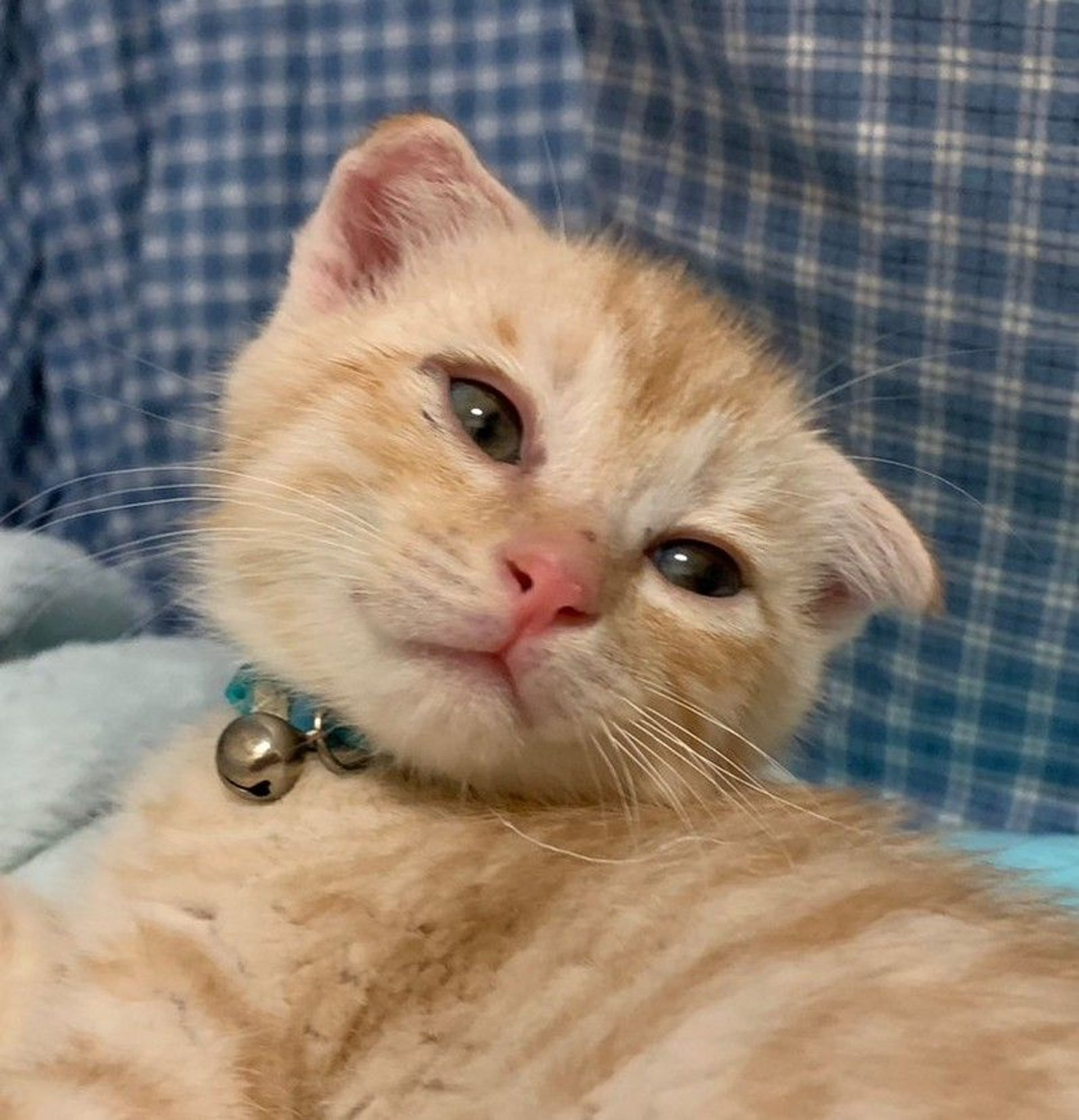 雑種（ミックス猫）・オスの里親募集の写真