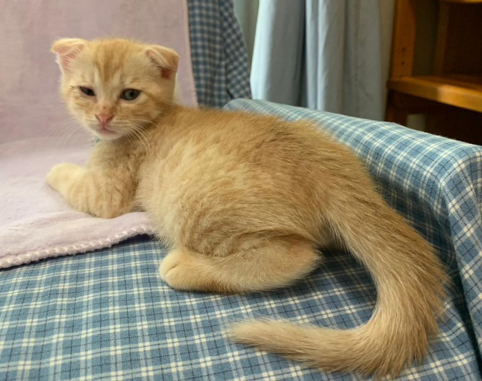 pet-image-4
