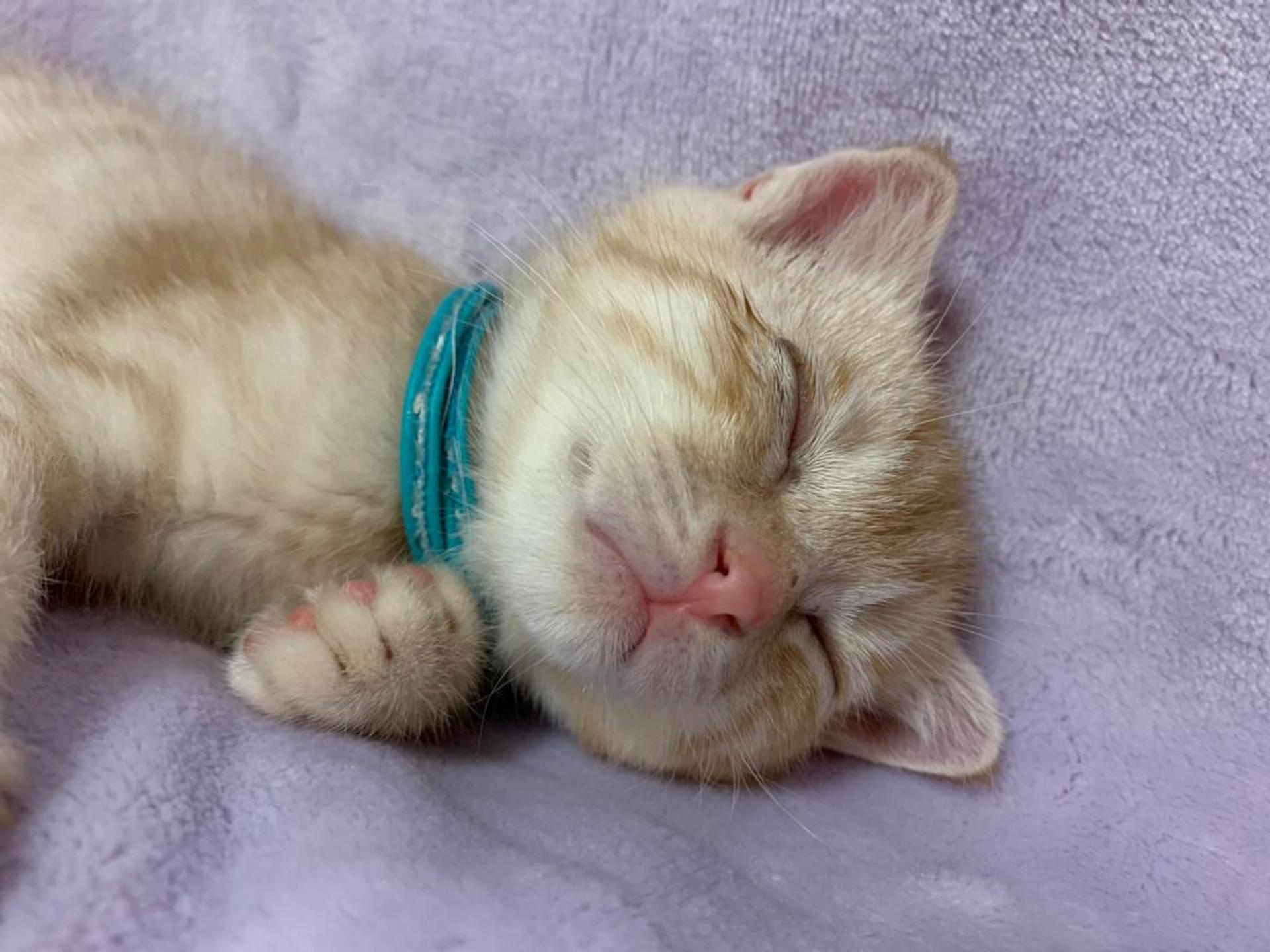 pet-image-6