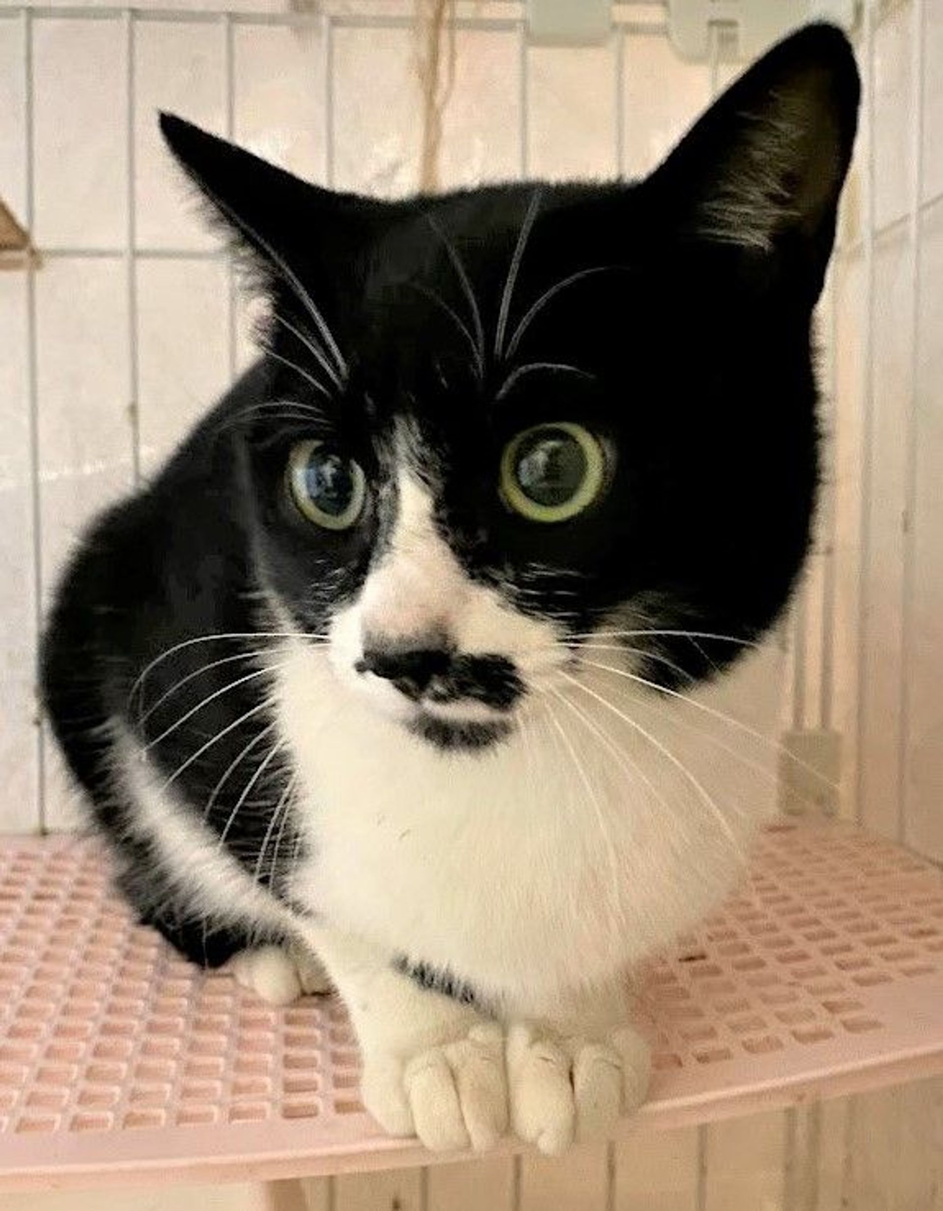 雑種（ミックス猫）・メスの里親募集の写真