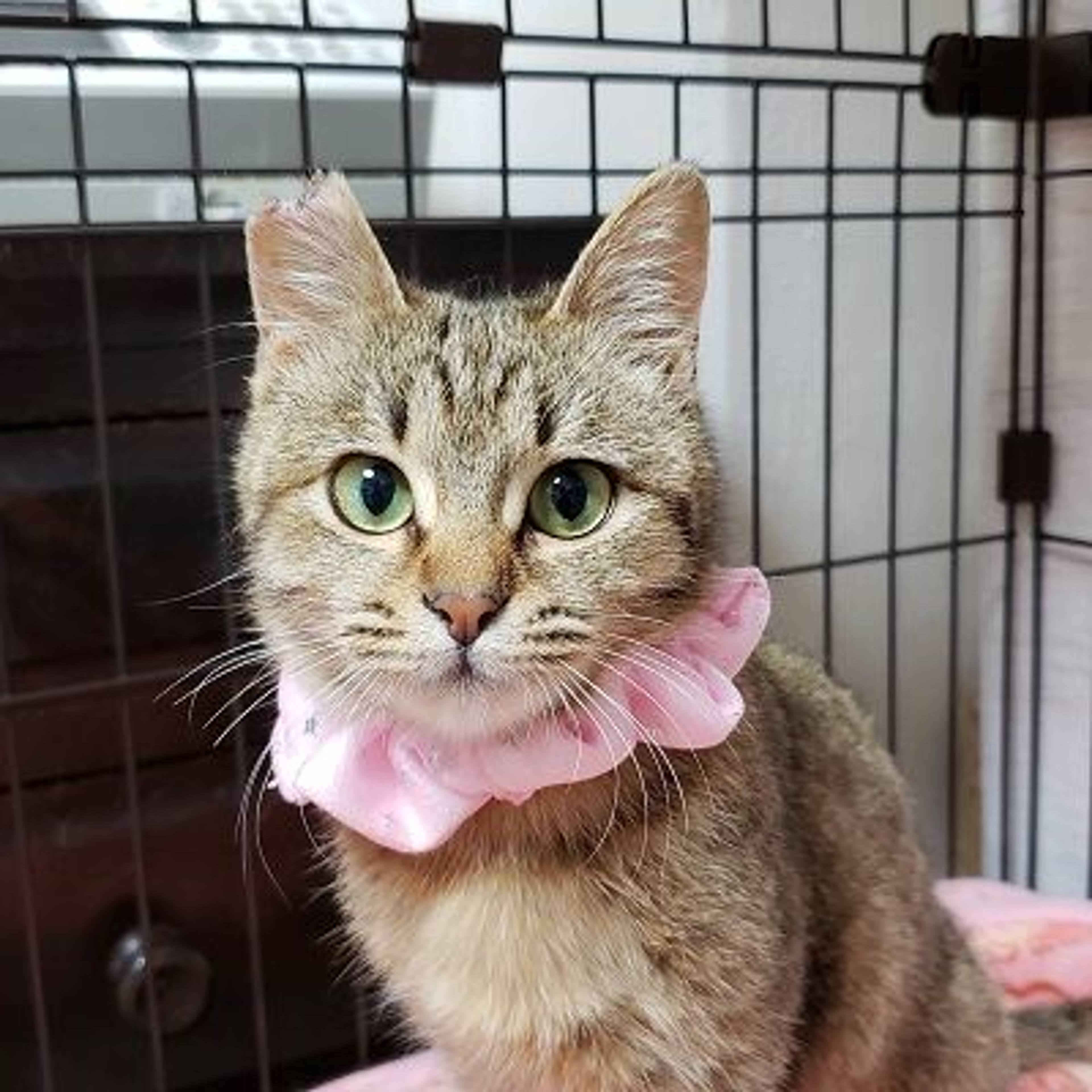 雑種（ミックス猫）・メスの里親募集の写真