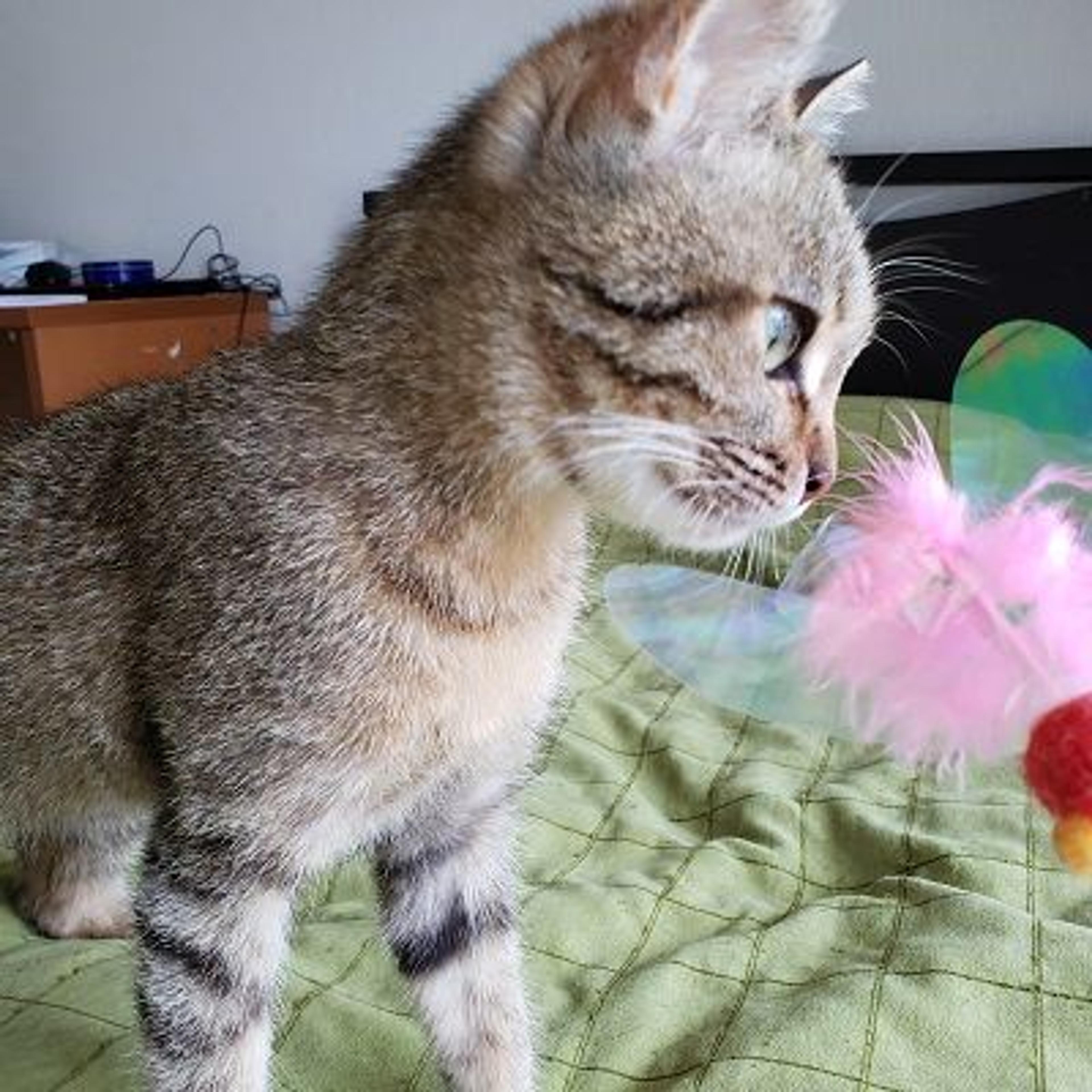 pet-image-2