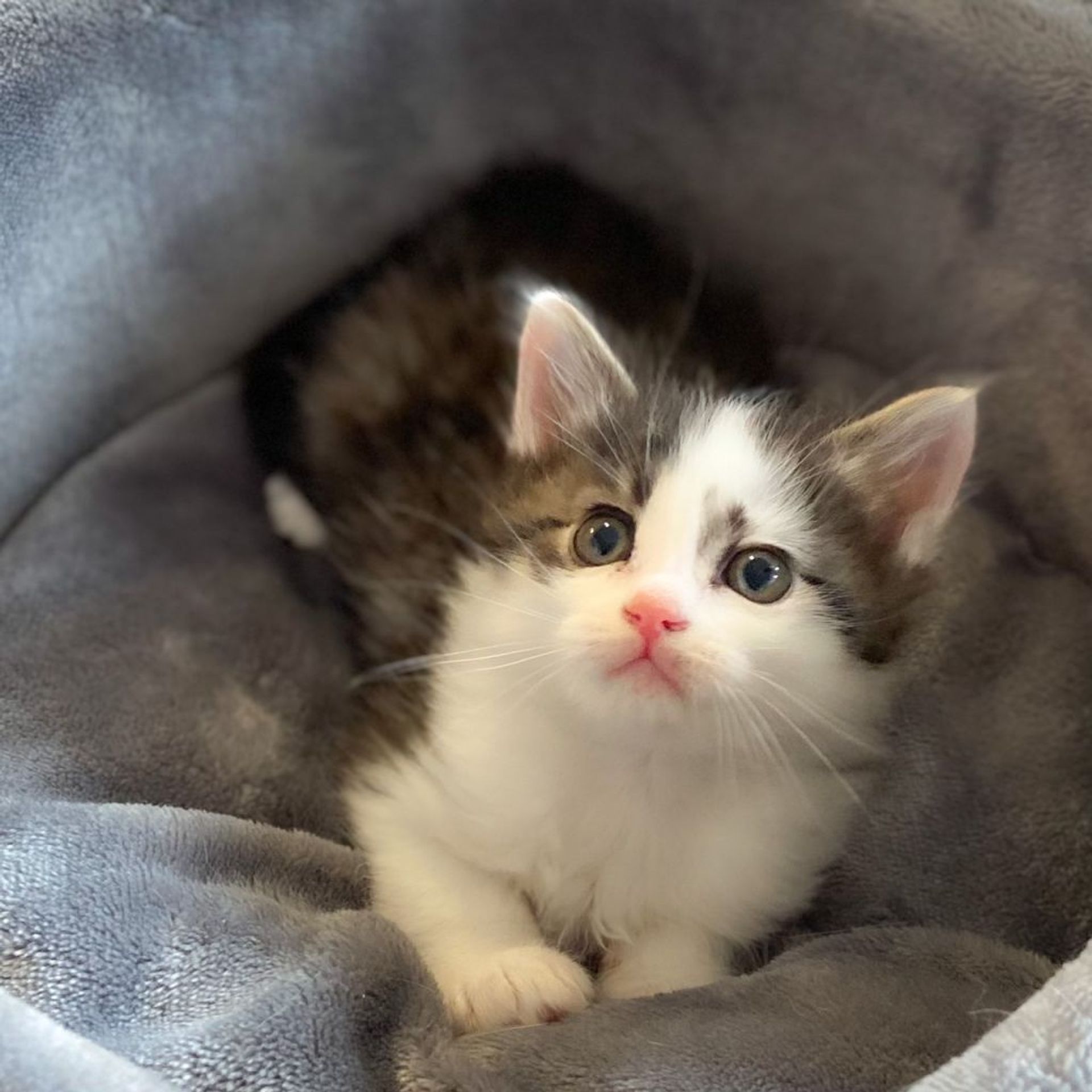 雑種（ミックス猫）・オスの里親募集の写真