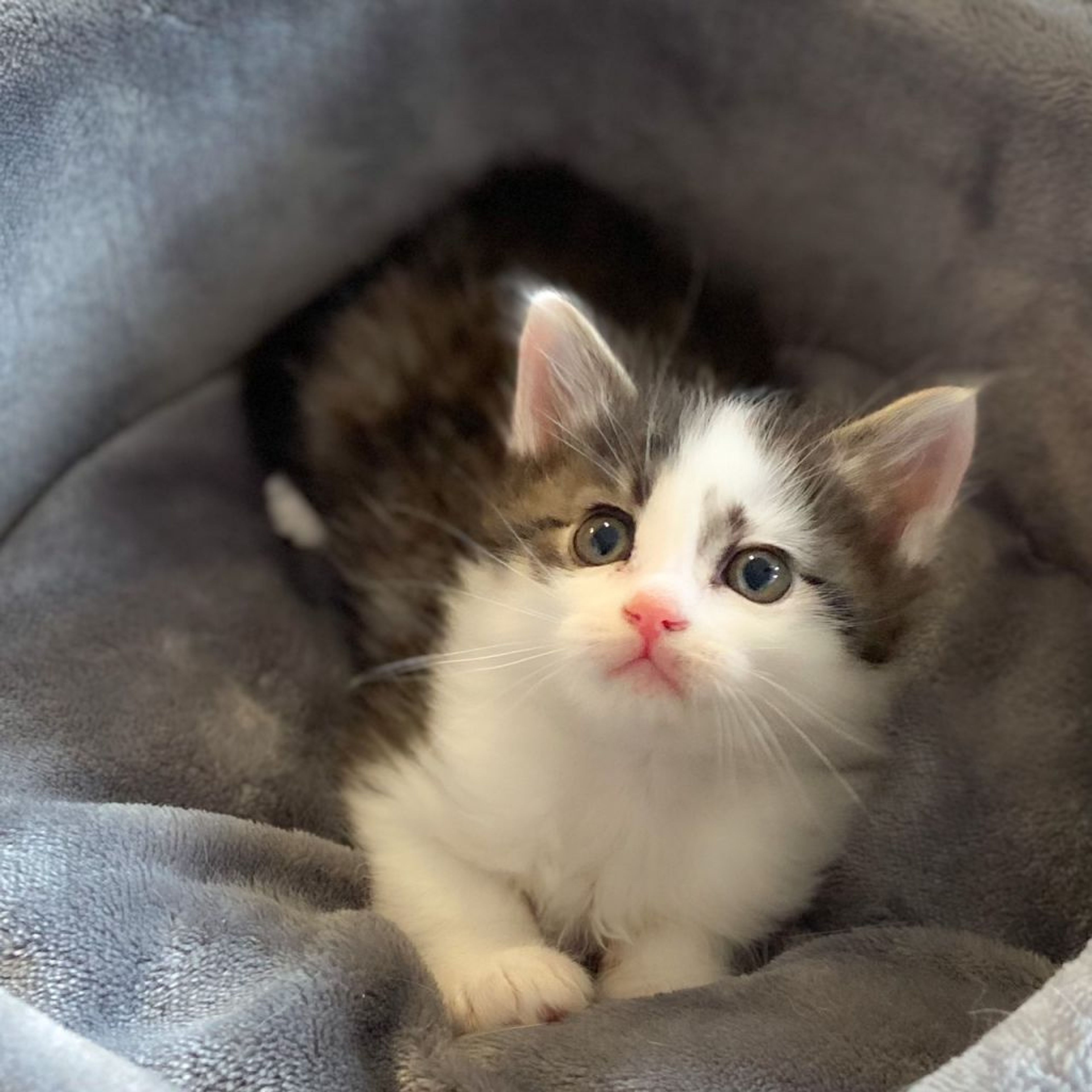 雑種（ミックス猫）・オスの里親募集の写真