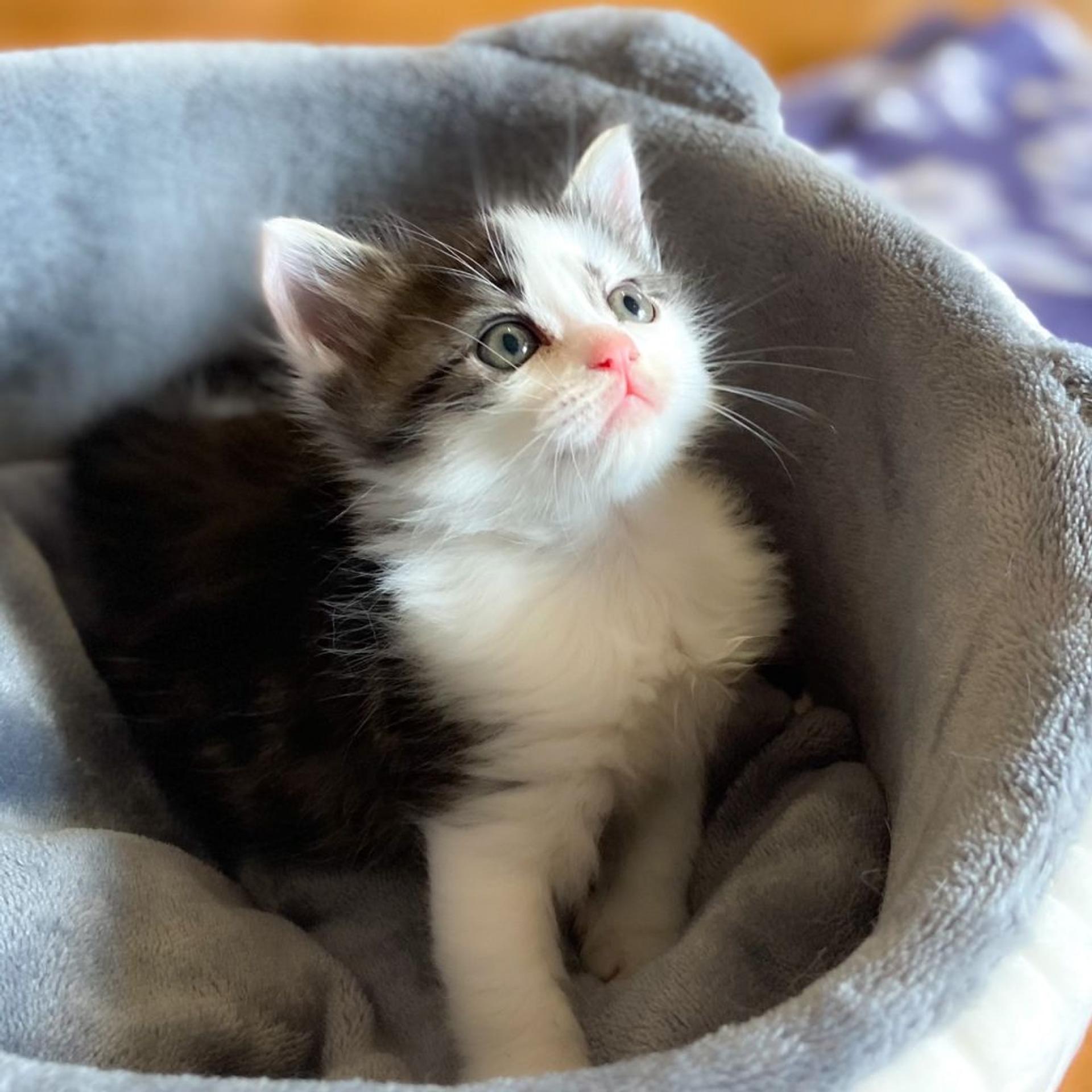 pet-image-7