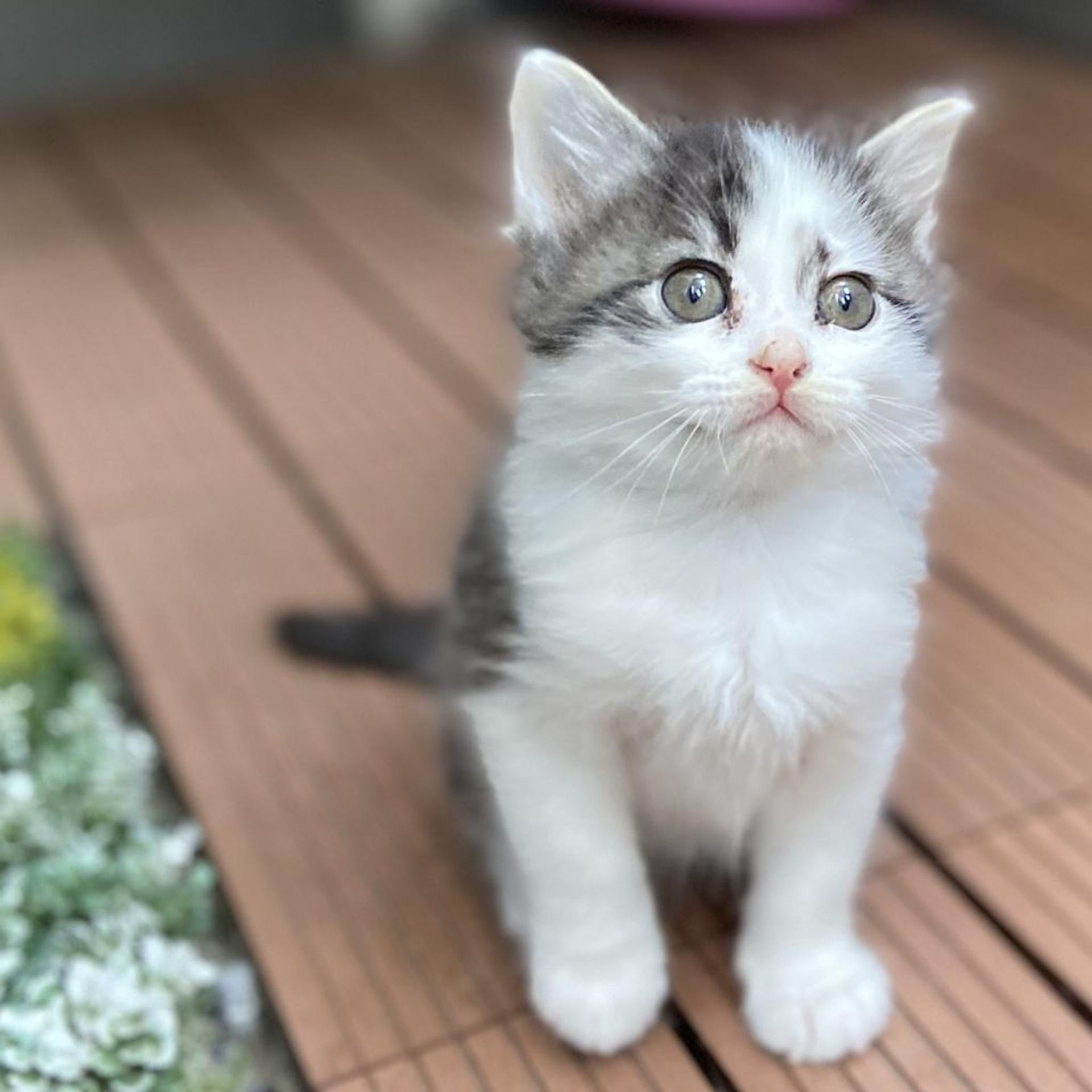 pet-image-2
