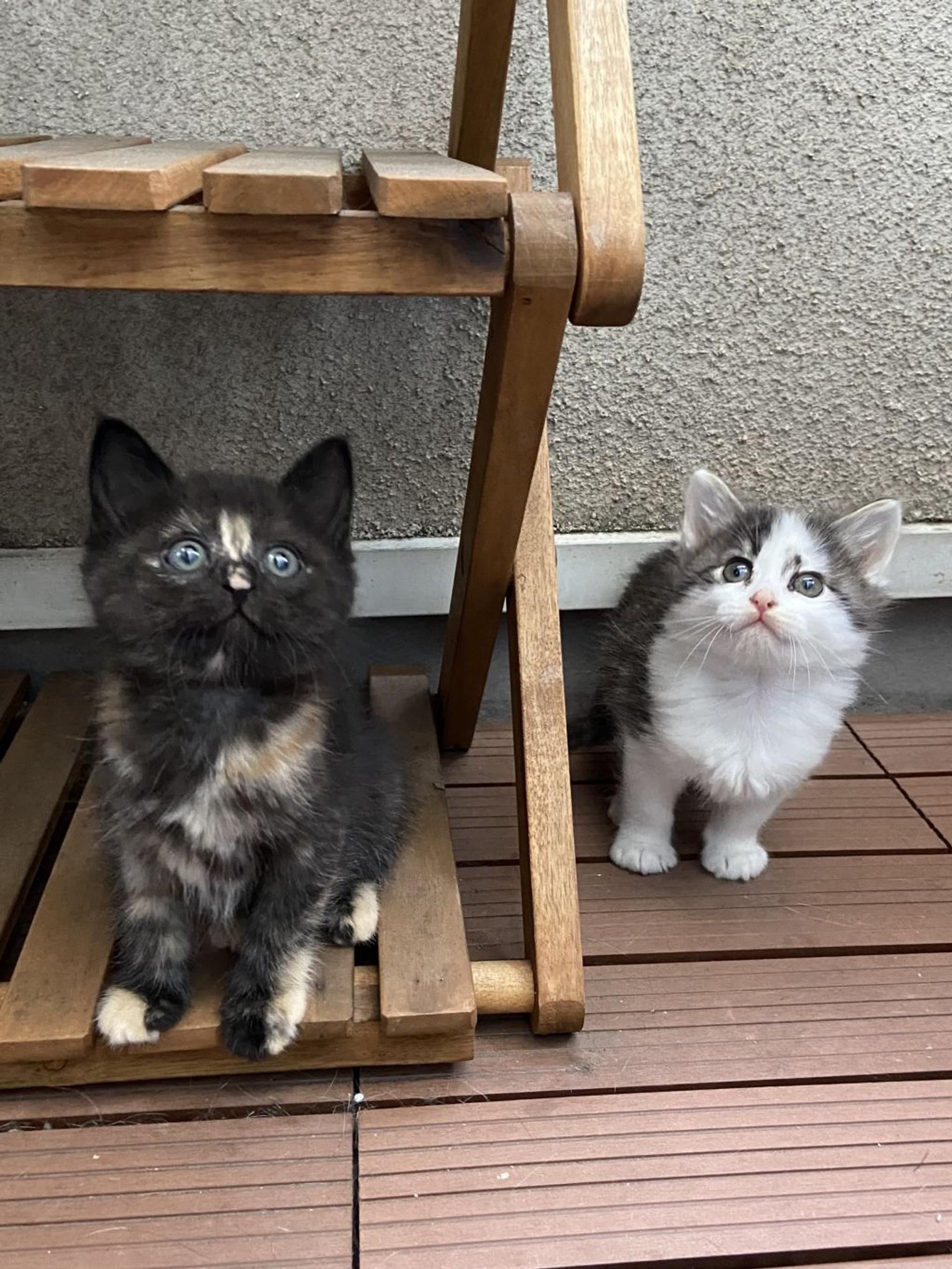 pet-image-5